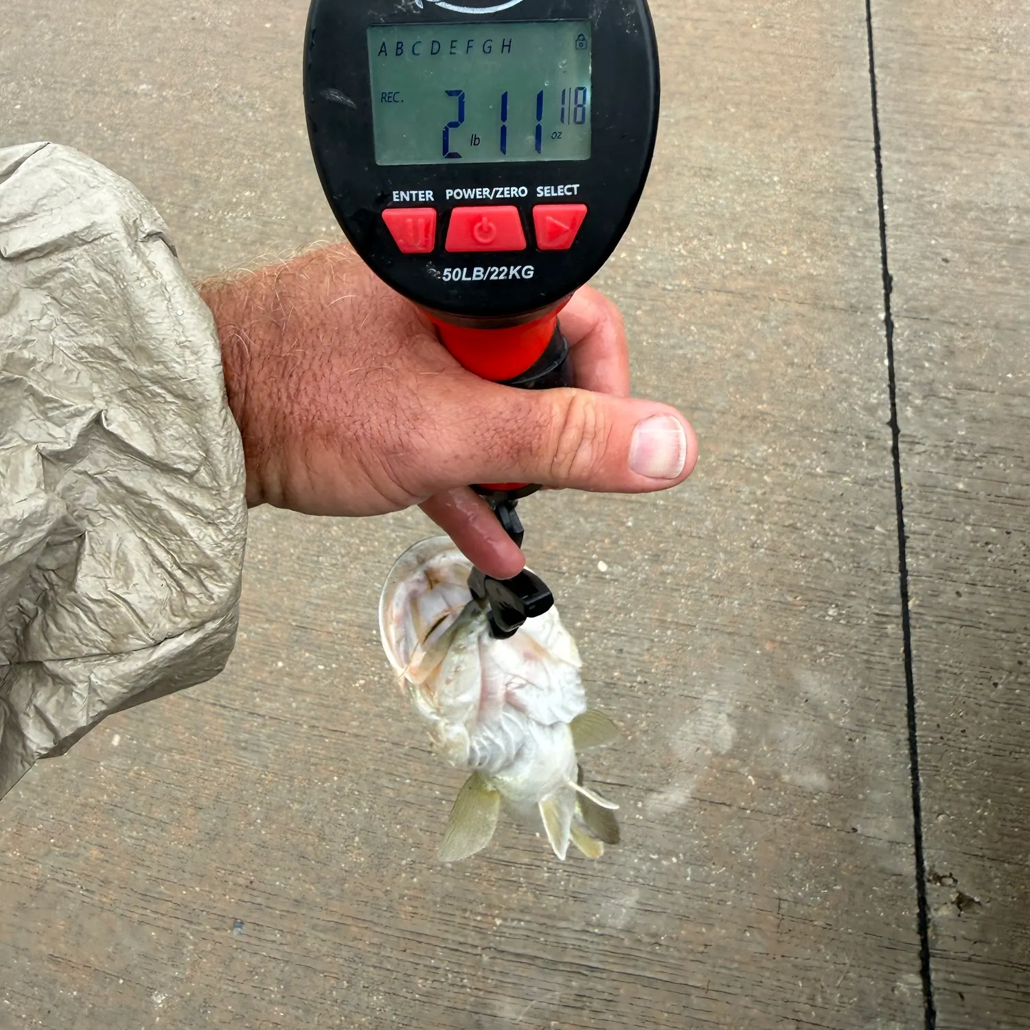 Largemouth bass caught on Fishbrain