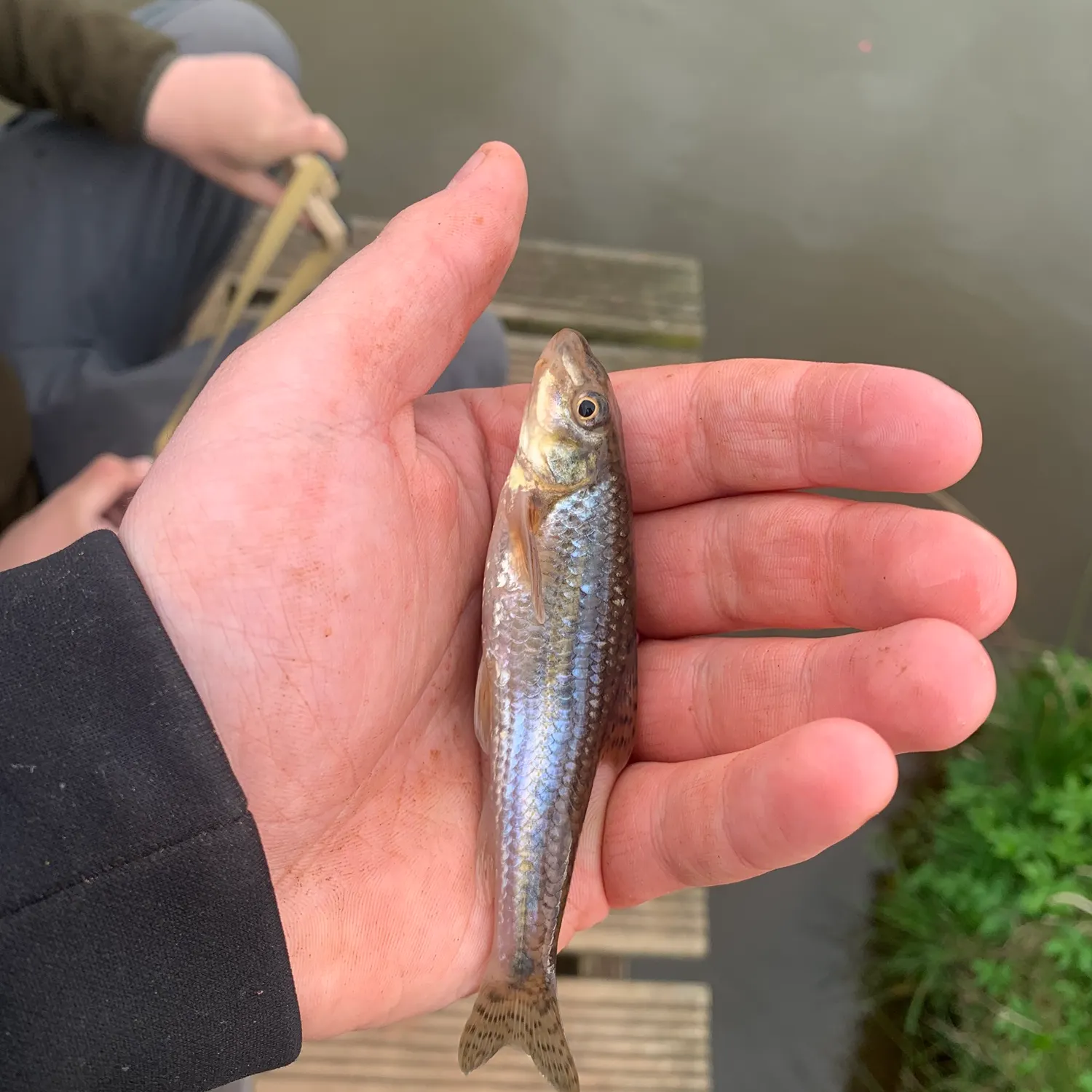 The most recent Gudgeon catches on Fishbrain