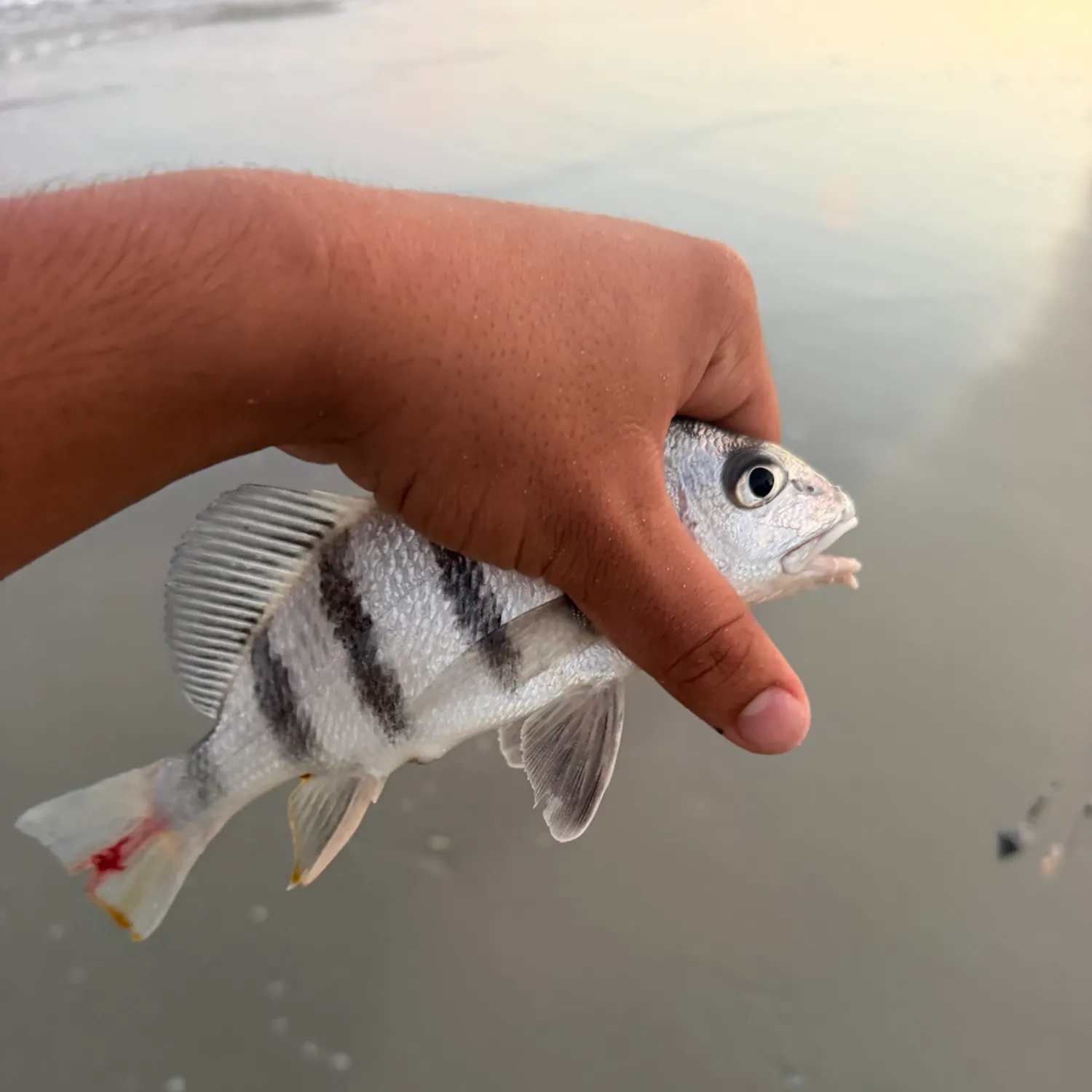 Black drum caught on Fishbrain