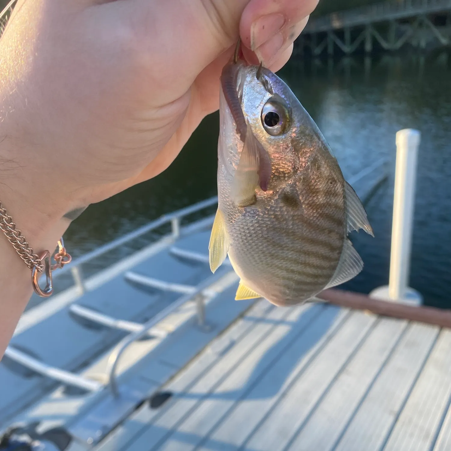 Spot croaker caught on Fishbrain