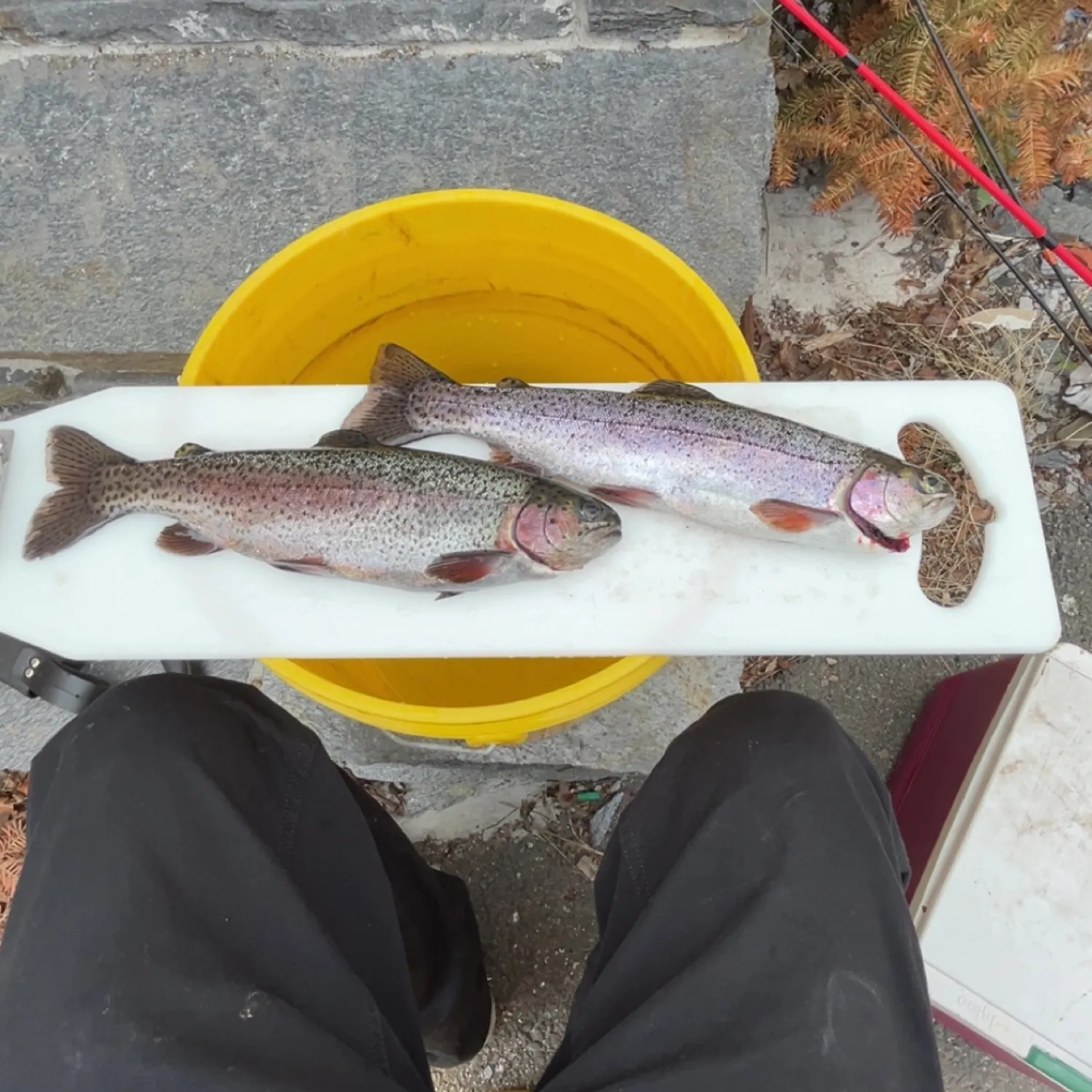 recently logged catches