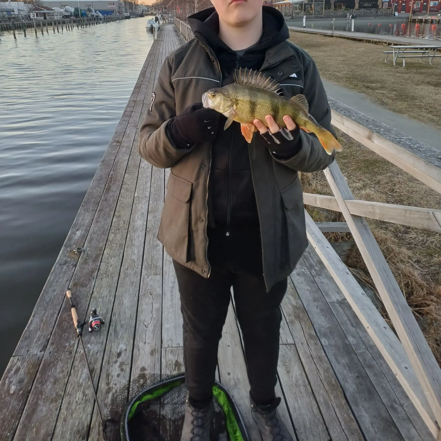The most recent European perch catches on Fishbrain