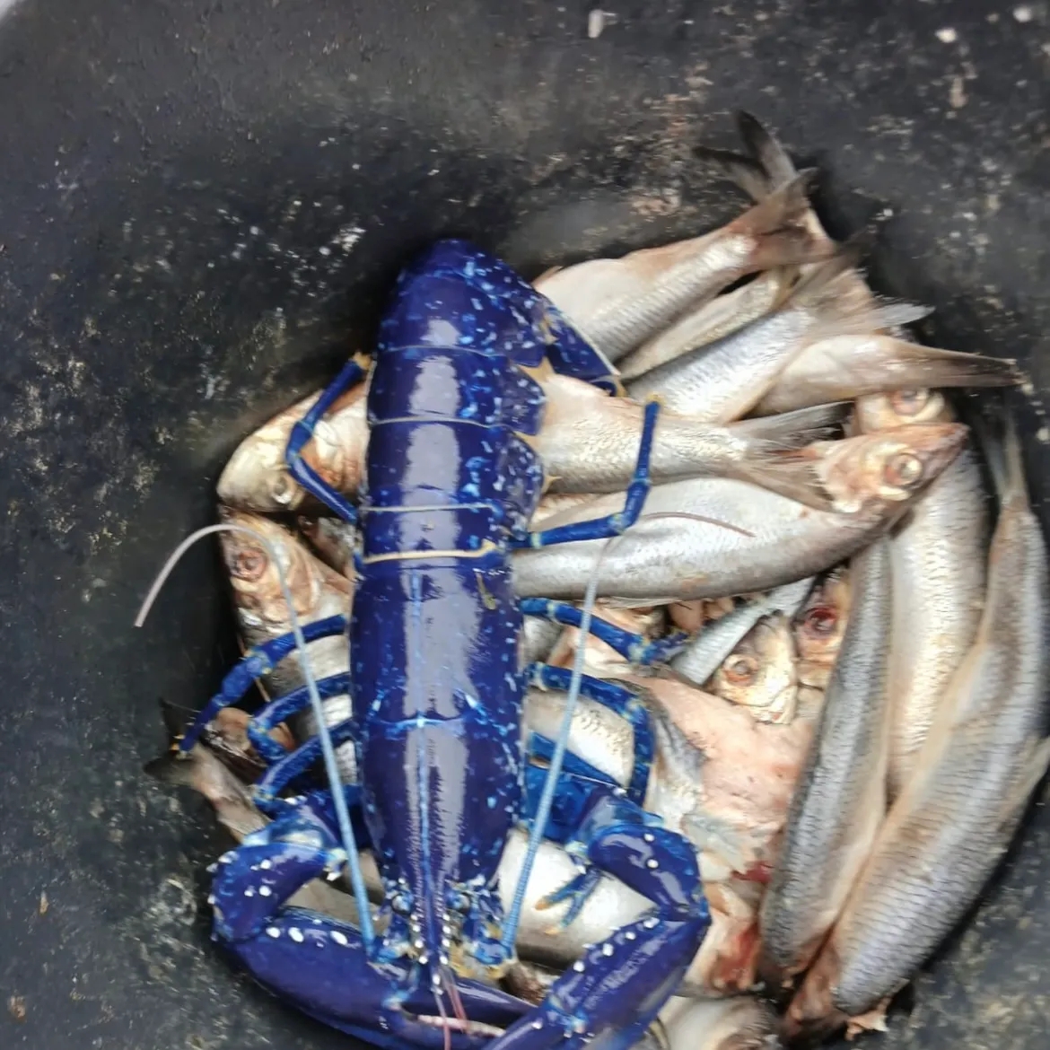The most recent American lobster catches on Fishbrain