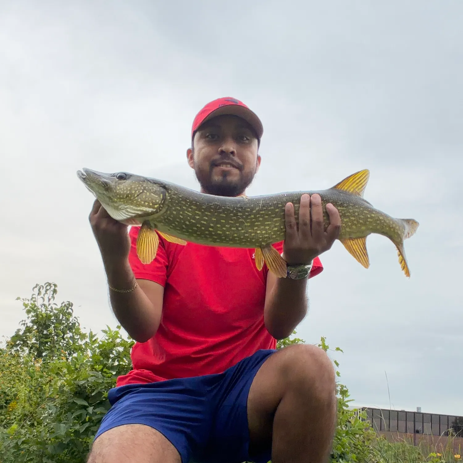Northern pike caught on Fishbrain