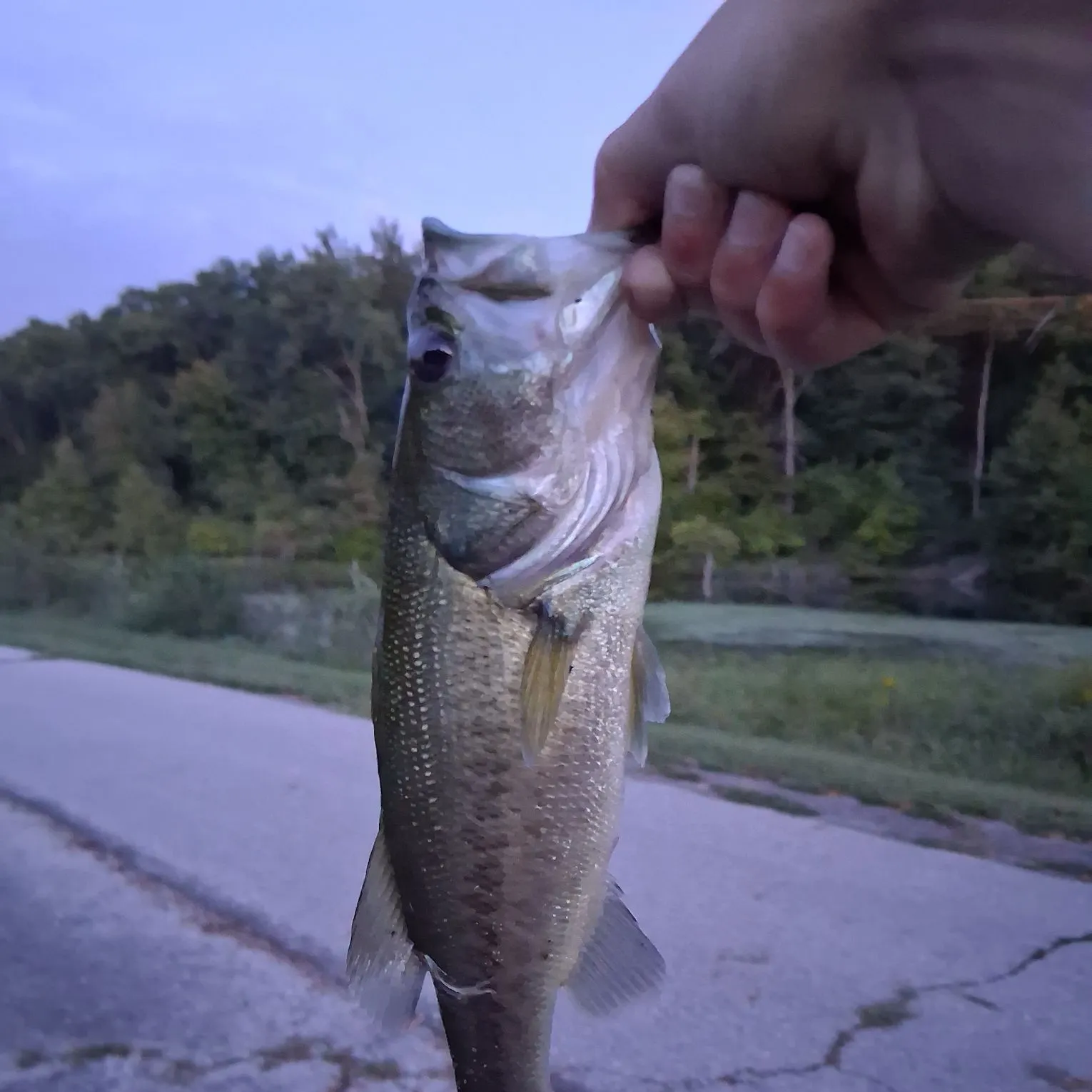 Largemouth bass caught on Fishbrain