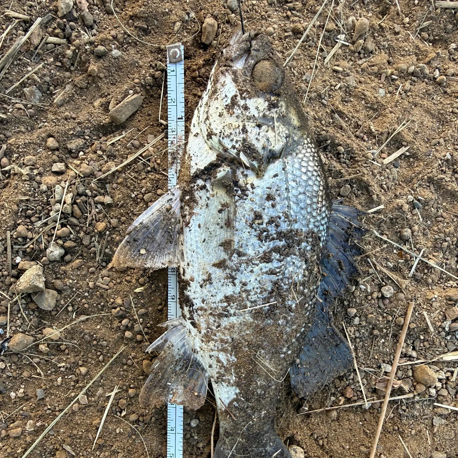 The most recent Australian bass catches on Fishbrain