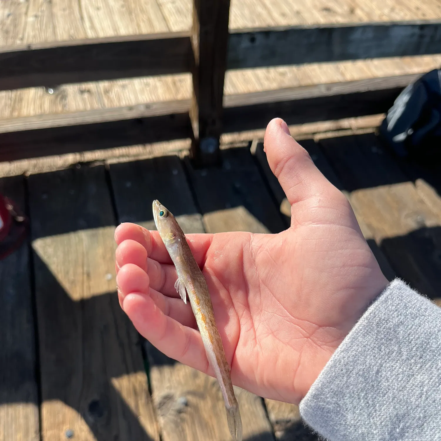 The most recent California lizardfish catches on Fishbrain