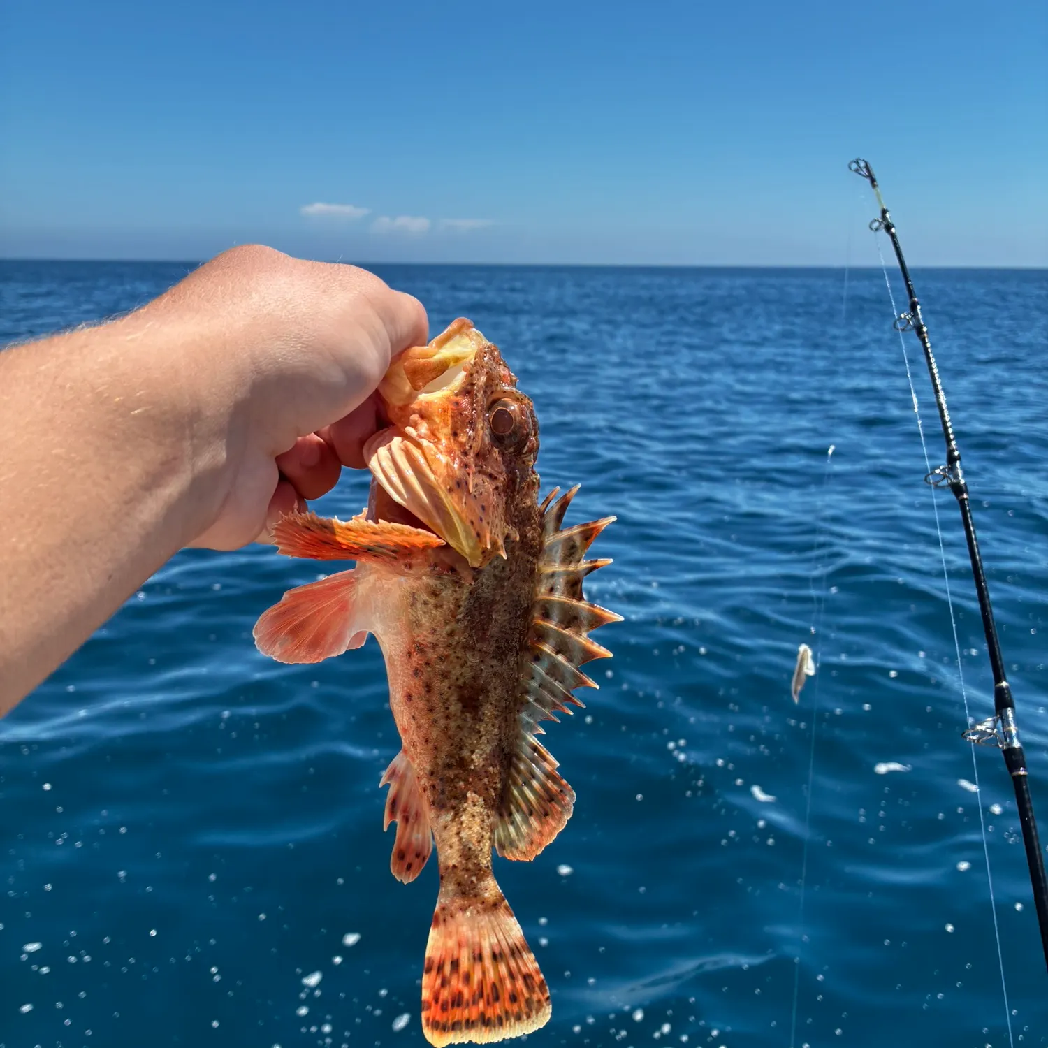 California scorpionfish caught on Fishbrain
