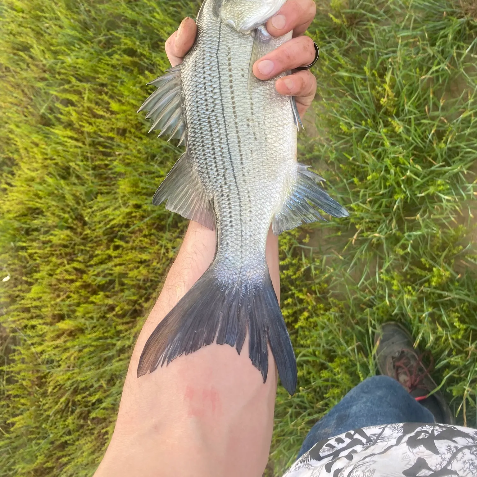 The most recent White bass catches on Fishbrain
