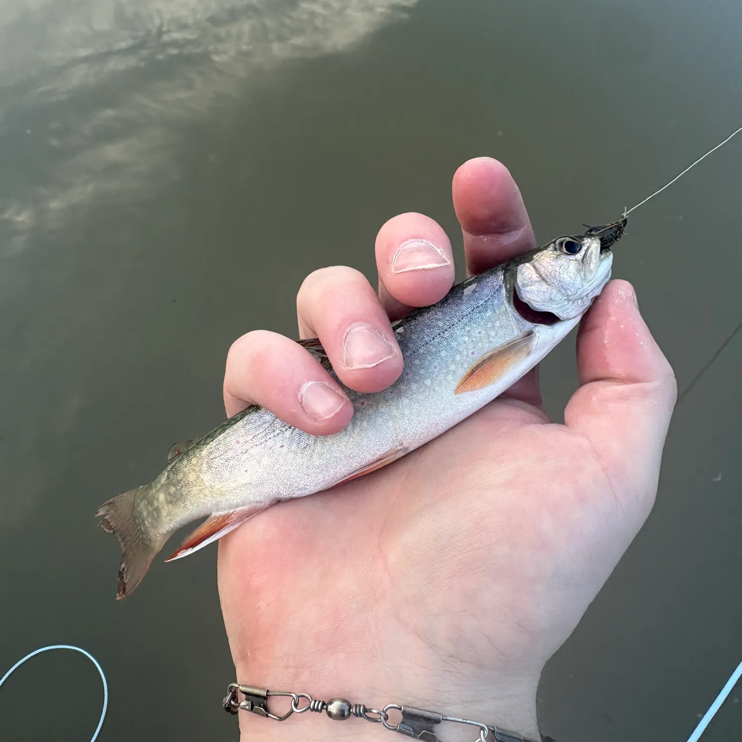 Brook trout caught on Fishbrain