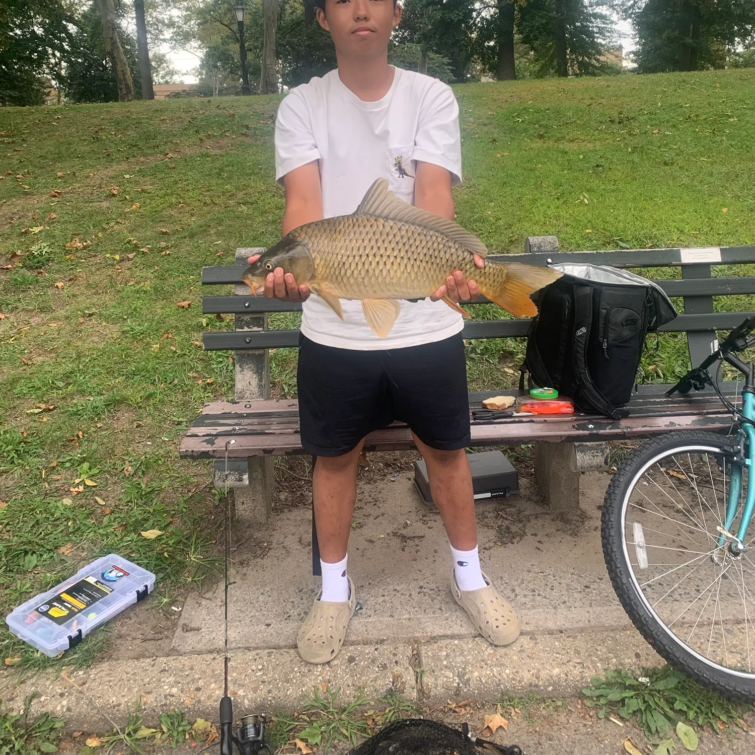 Common carp caught on Fishbrain