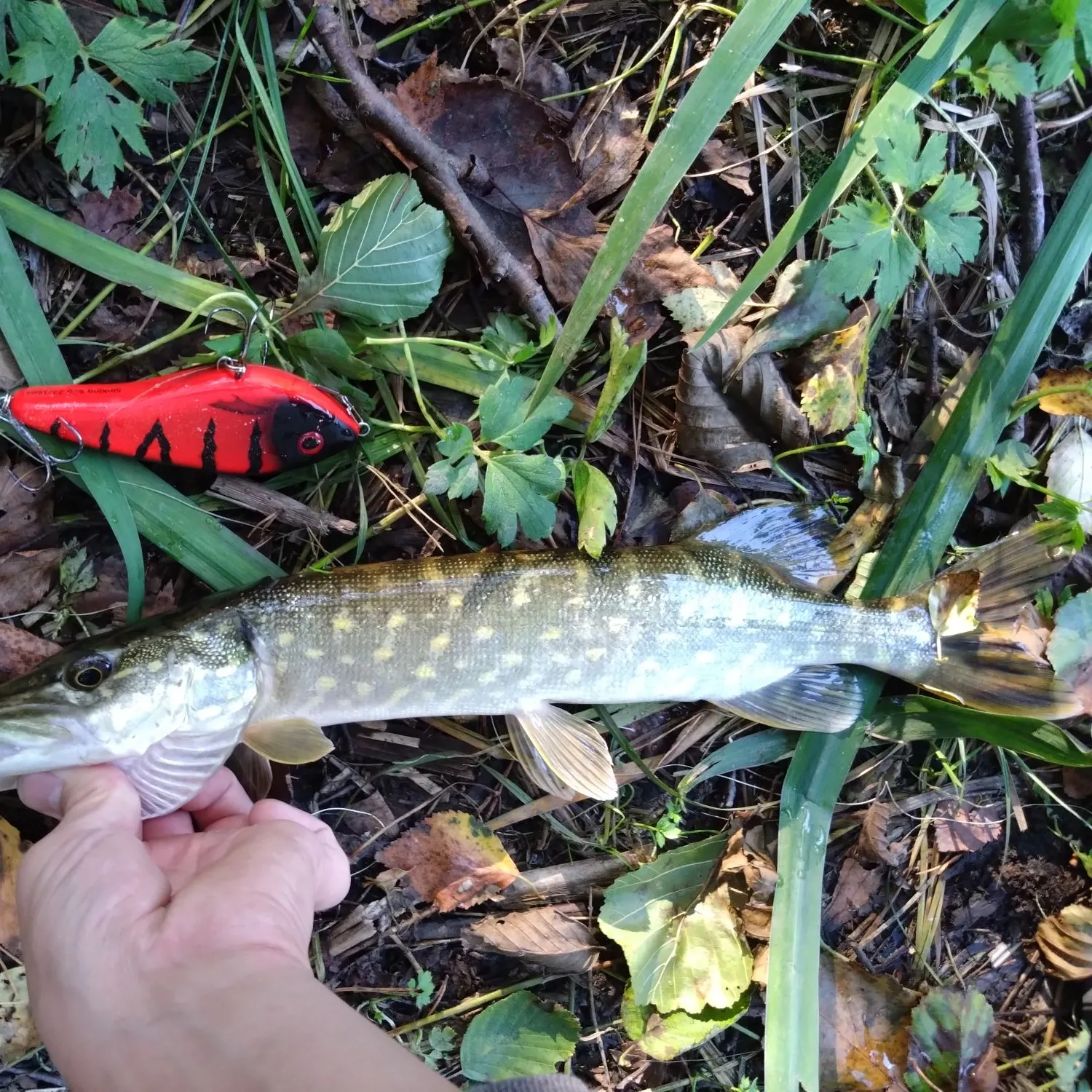 Northern pike caught on Fishbrain