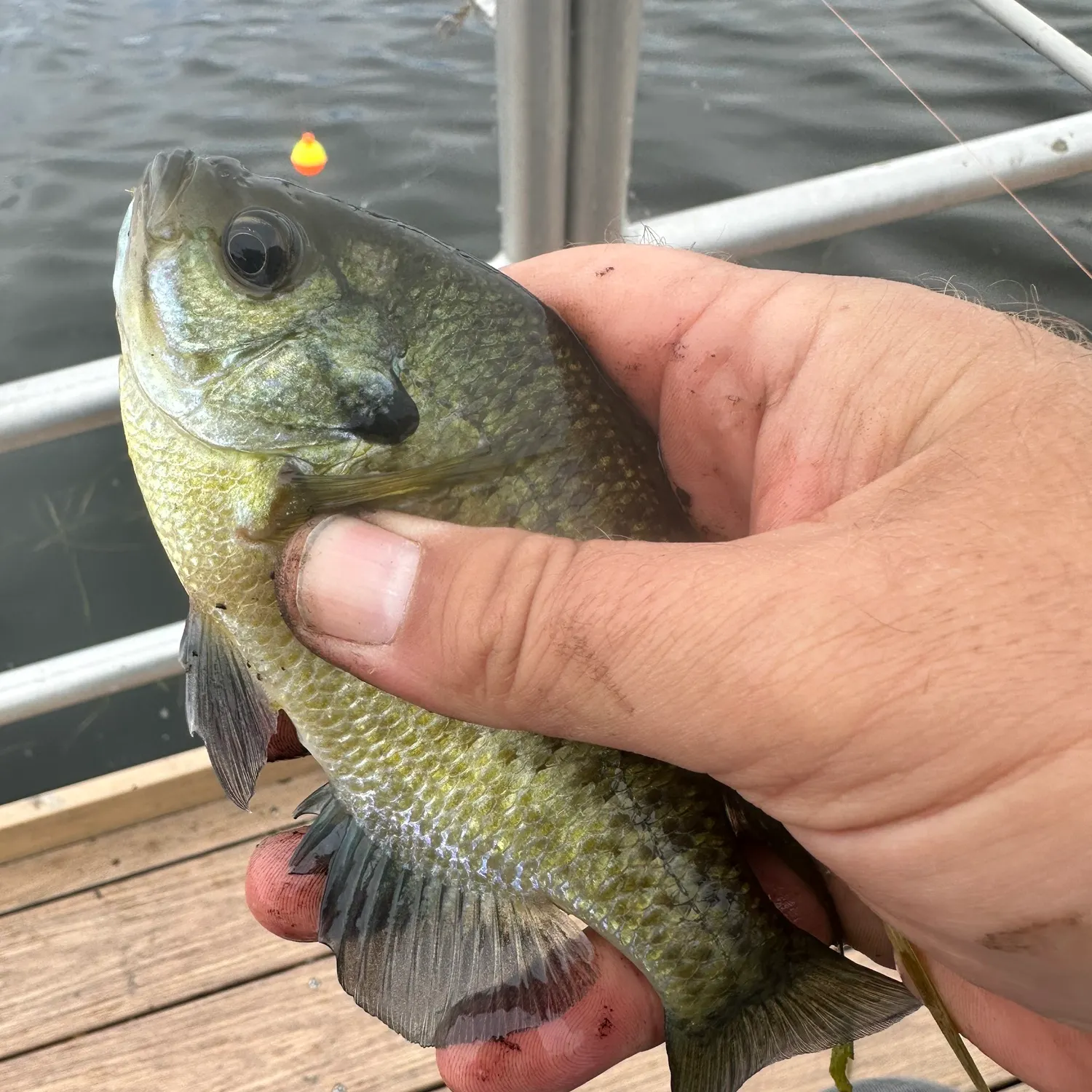 Bluegill caught on Fishbrain