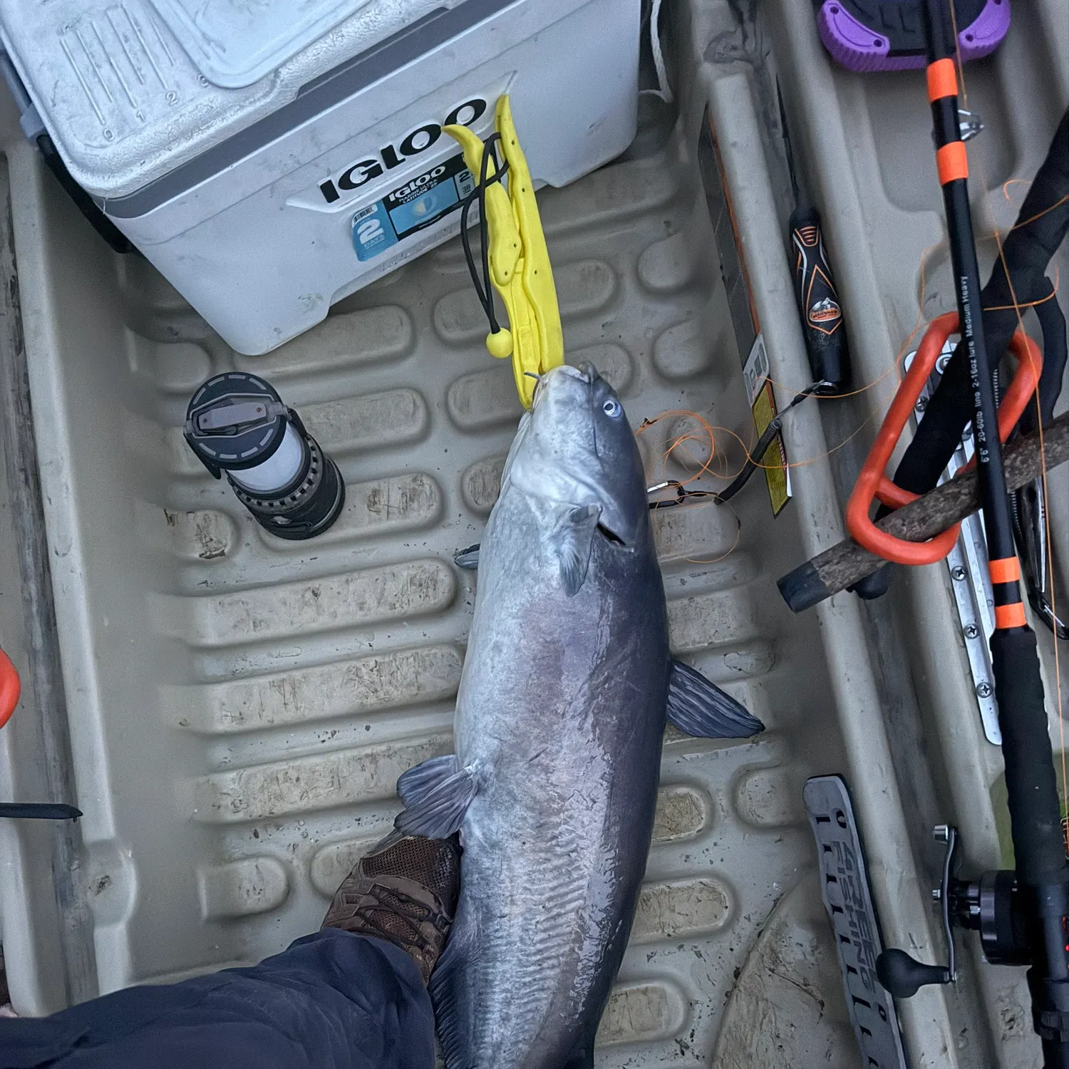 The most recent Blue catfish catches on Fishbrain