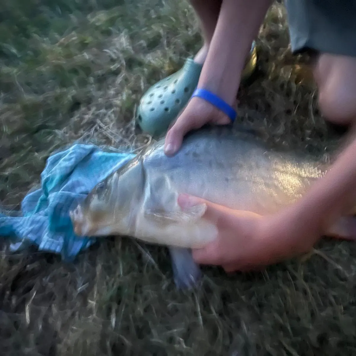 Mirror carp caught on Fishbrain