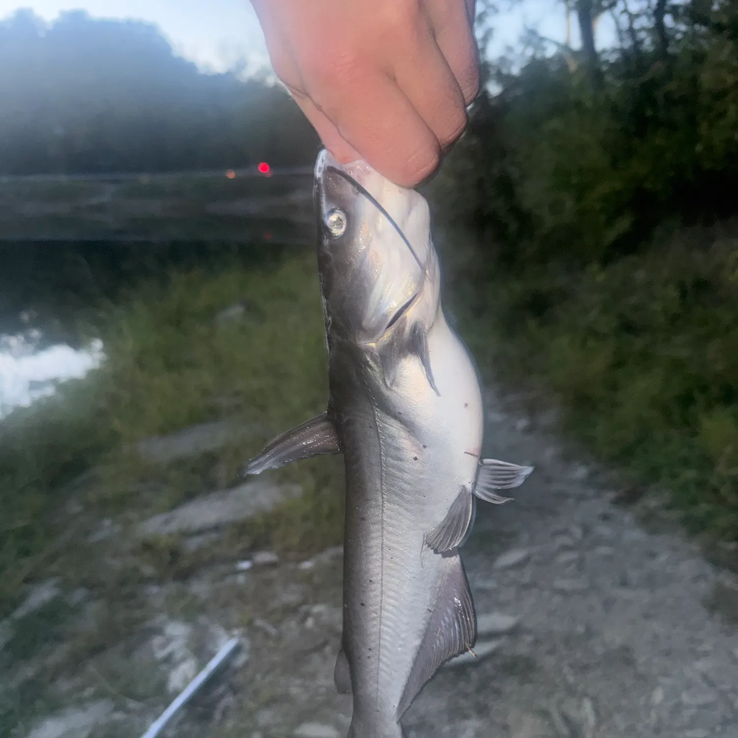 Blue catfish caught on Fishbrain