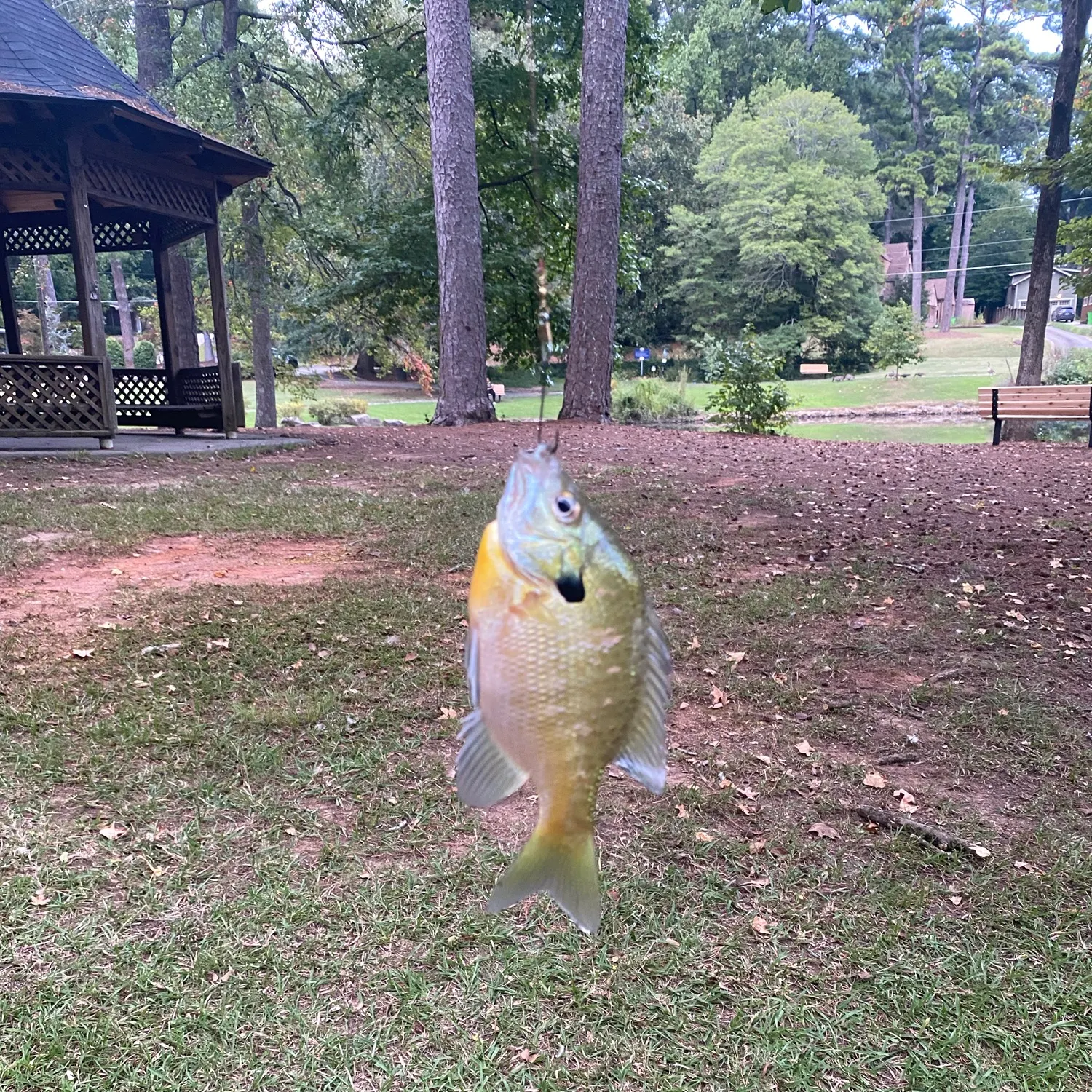 Bluegill caught on Fishbrain