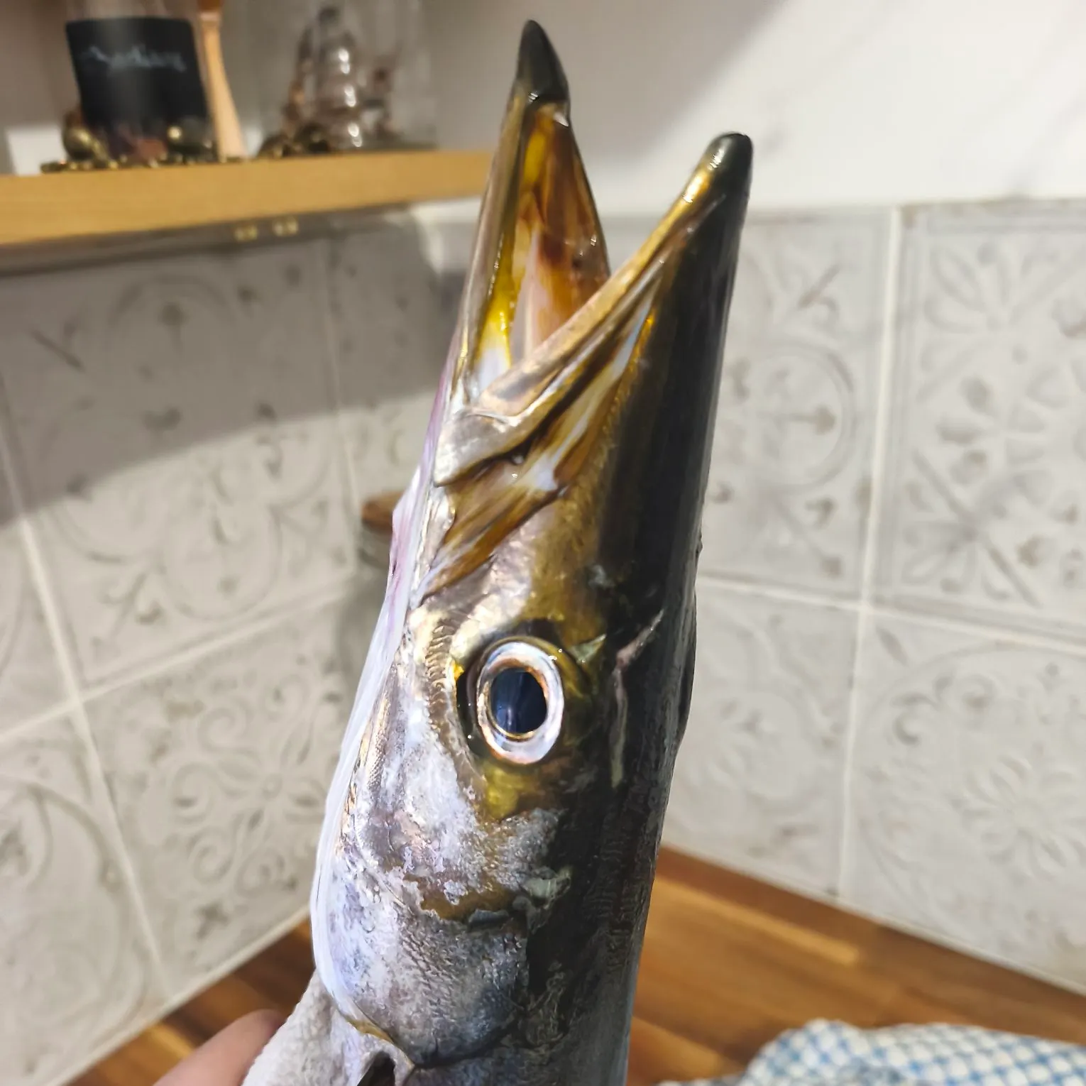 The most recent Pickhandle barracuda catches on Fishbrain