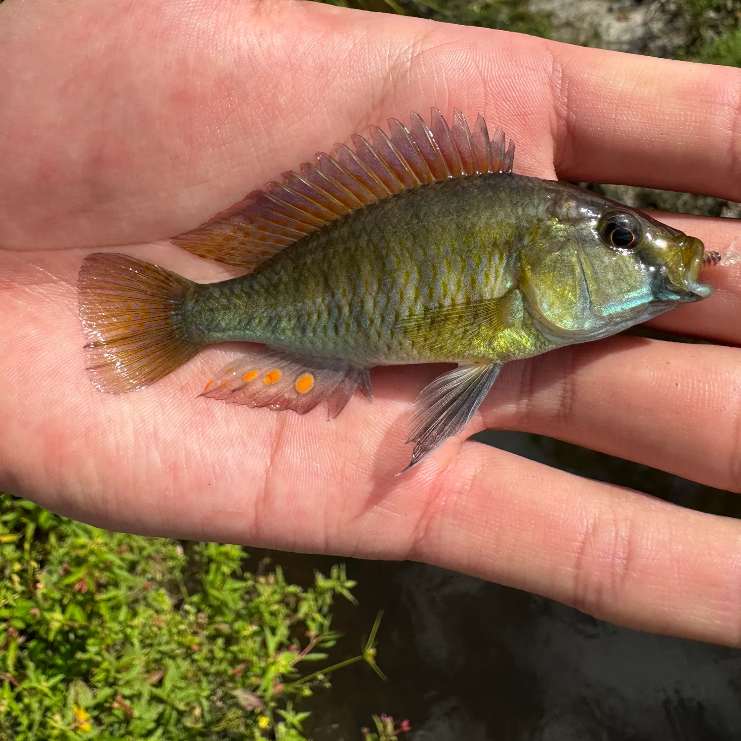 The most recent Eastern happy cichlid catches on Fishbrain