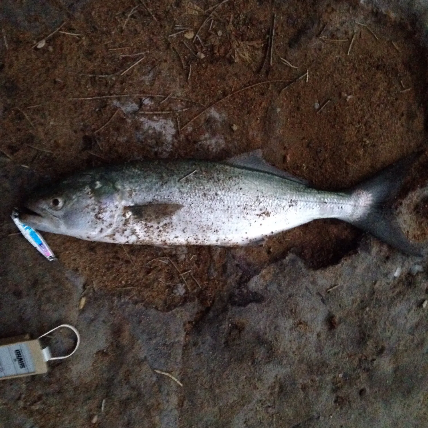 ᐅ Meroo Lake fishing reports🎣• Nowra, New South Wales (Australia) fishing