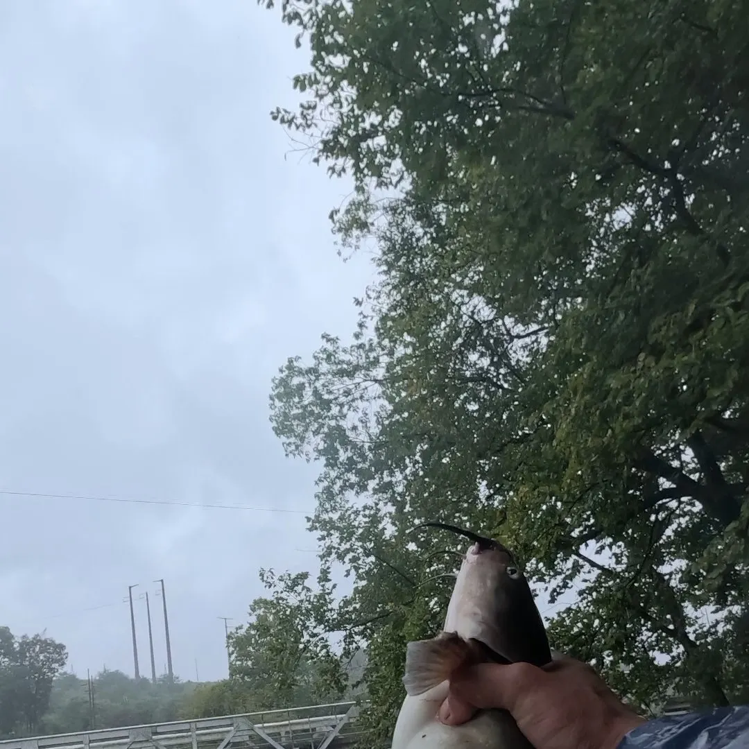 Channel catfish caught on Fishbrain