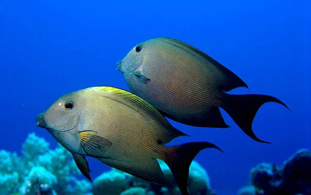 Striated surgeonfish