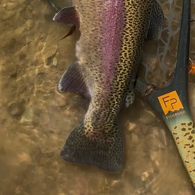 Rainbow trout caught on Fishbrain