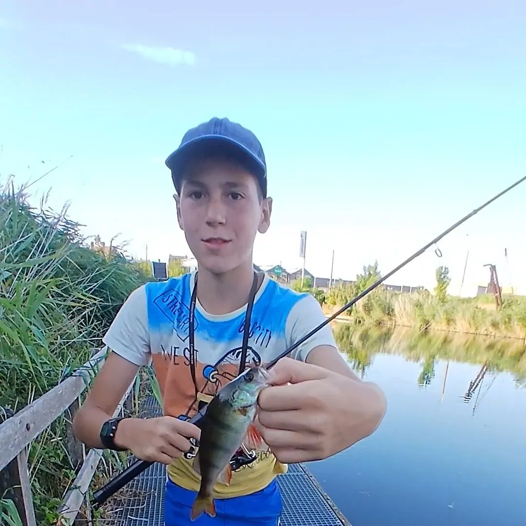 European perch caught on Fishbrain
