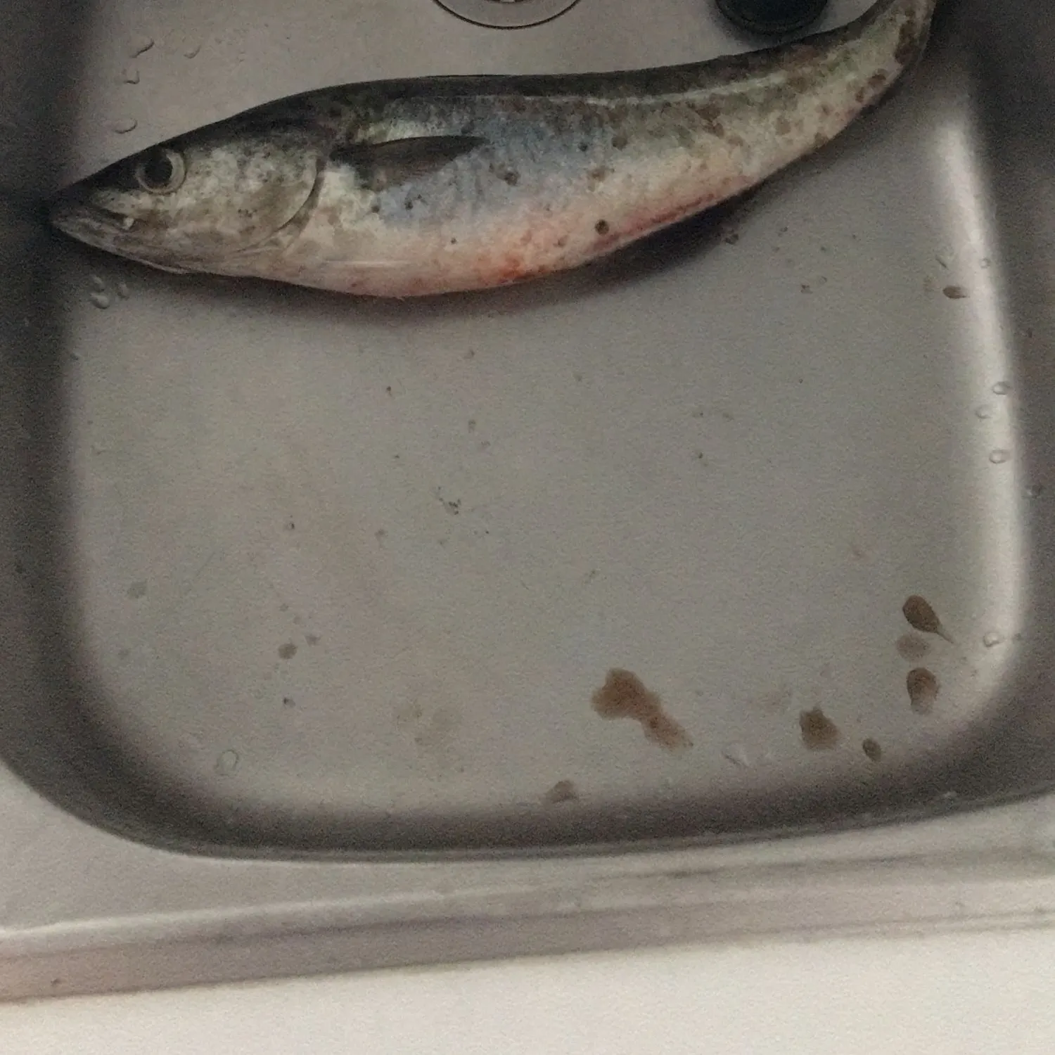 angler catch
