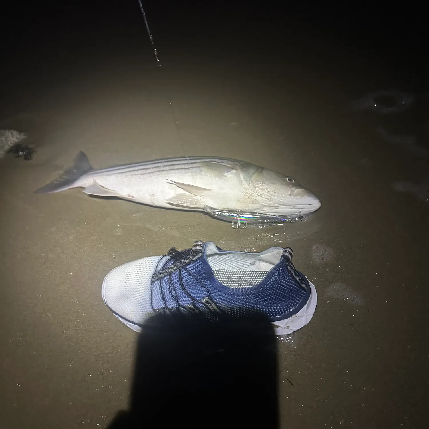 Skipjack tuna caught on Fishbrain