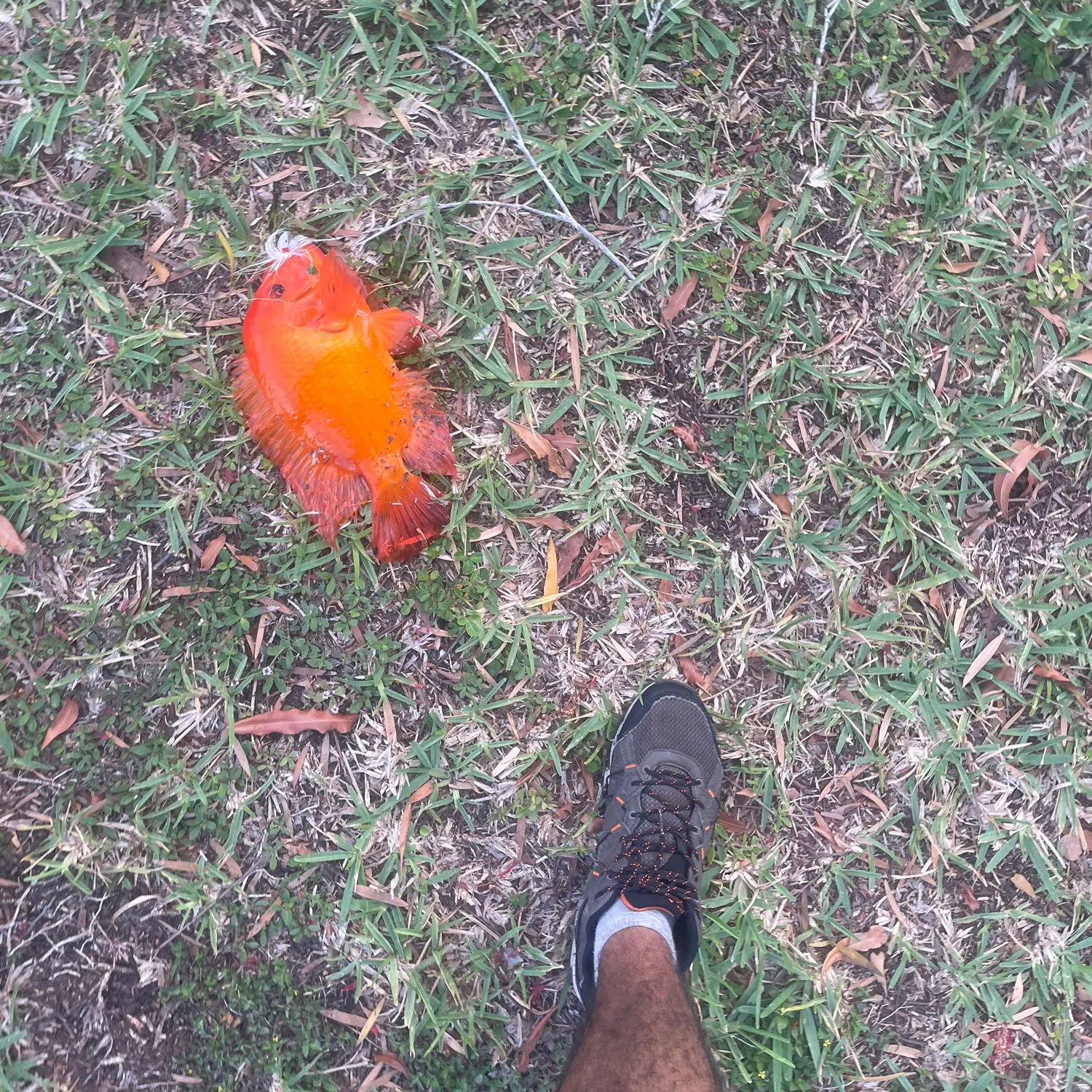 The most recent Midas cichlid catches on Fishbrain