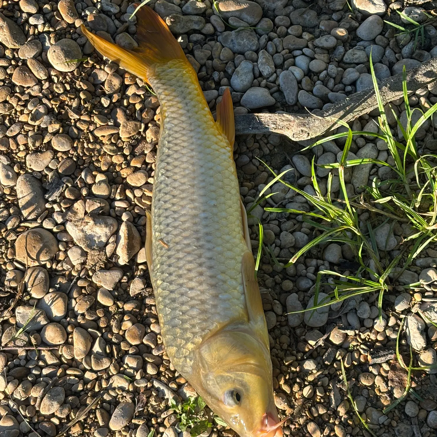 Common carp caught on Fishbrain