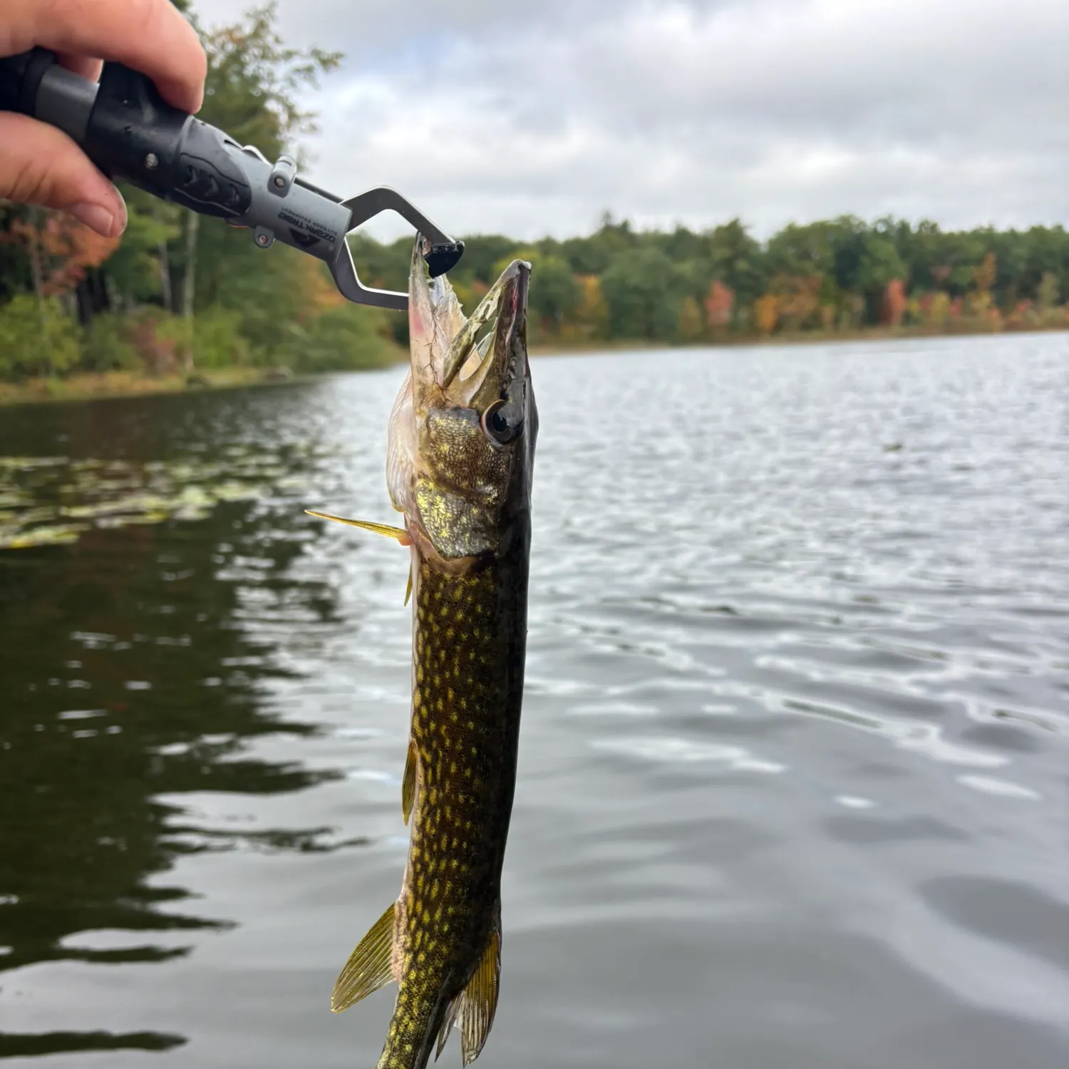 Chain pickerel caught on Fishbrain