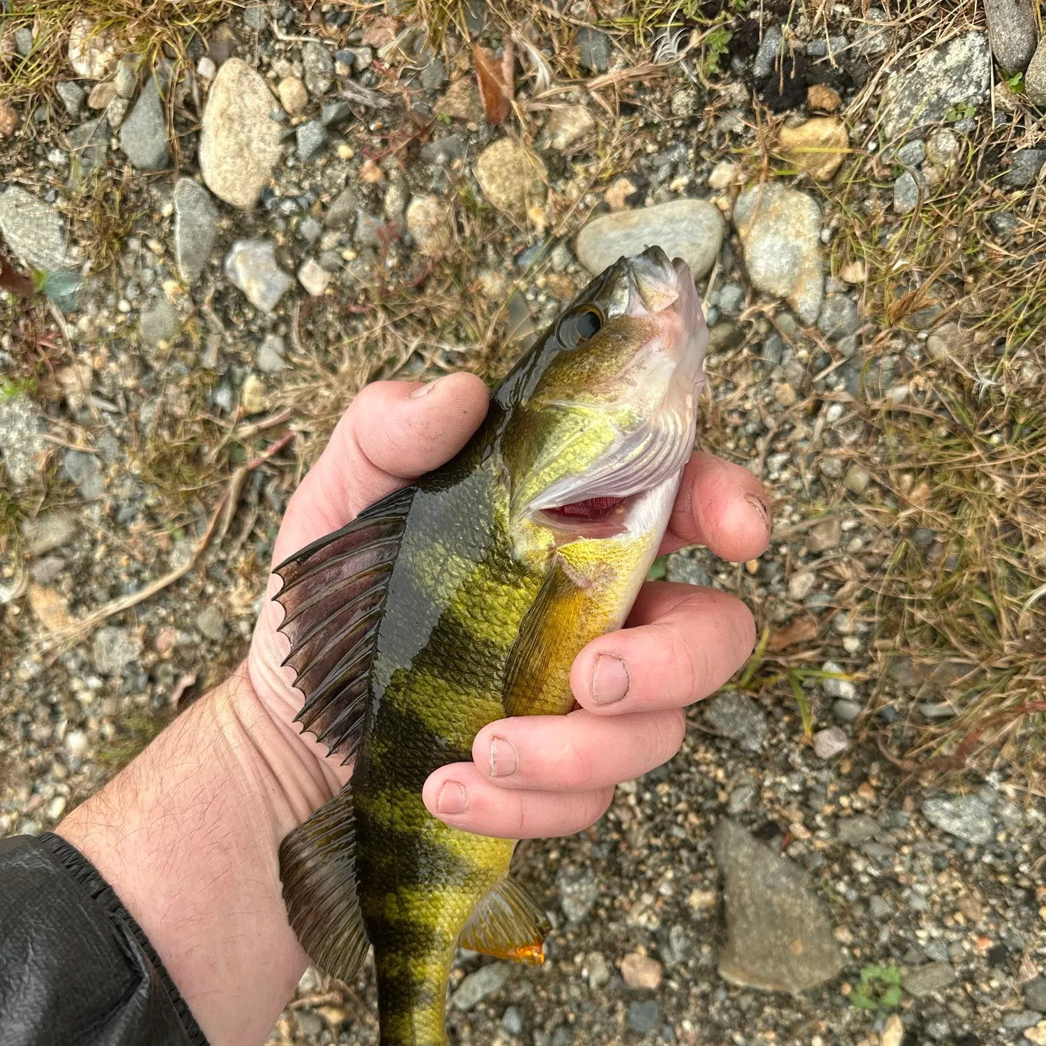 Yellow perch caught on Fishbrain