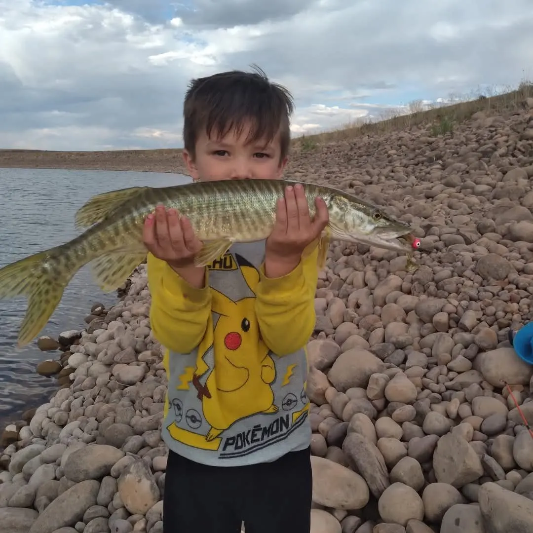 Tiger muskie caught on Fishbrain