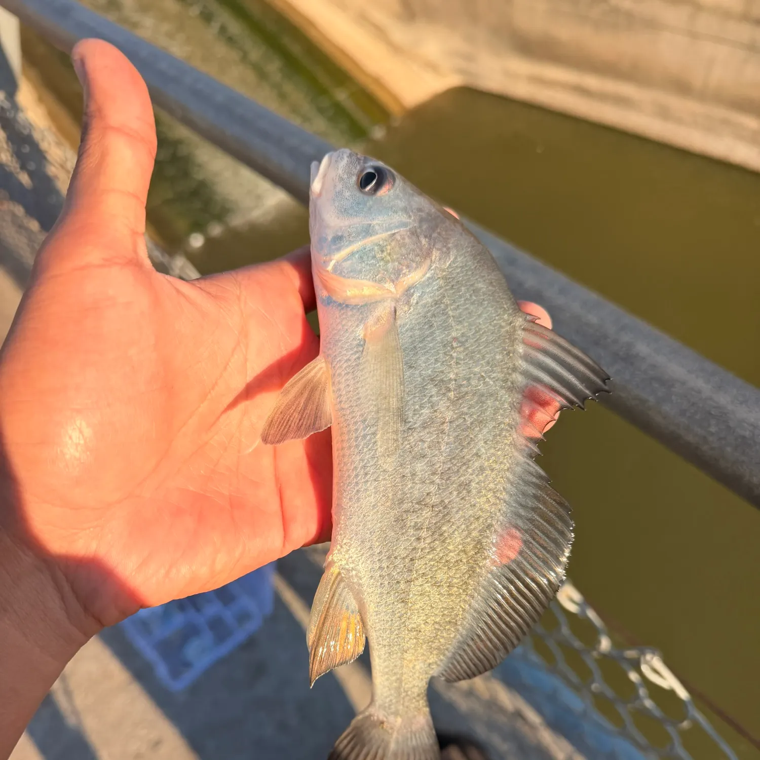 Freshwater drum caught on Fishbrain
