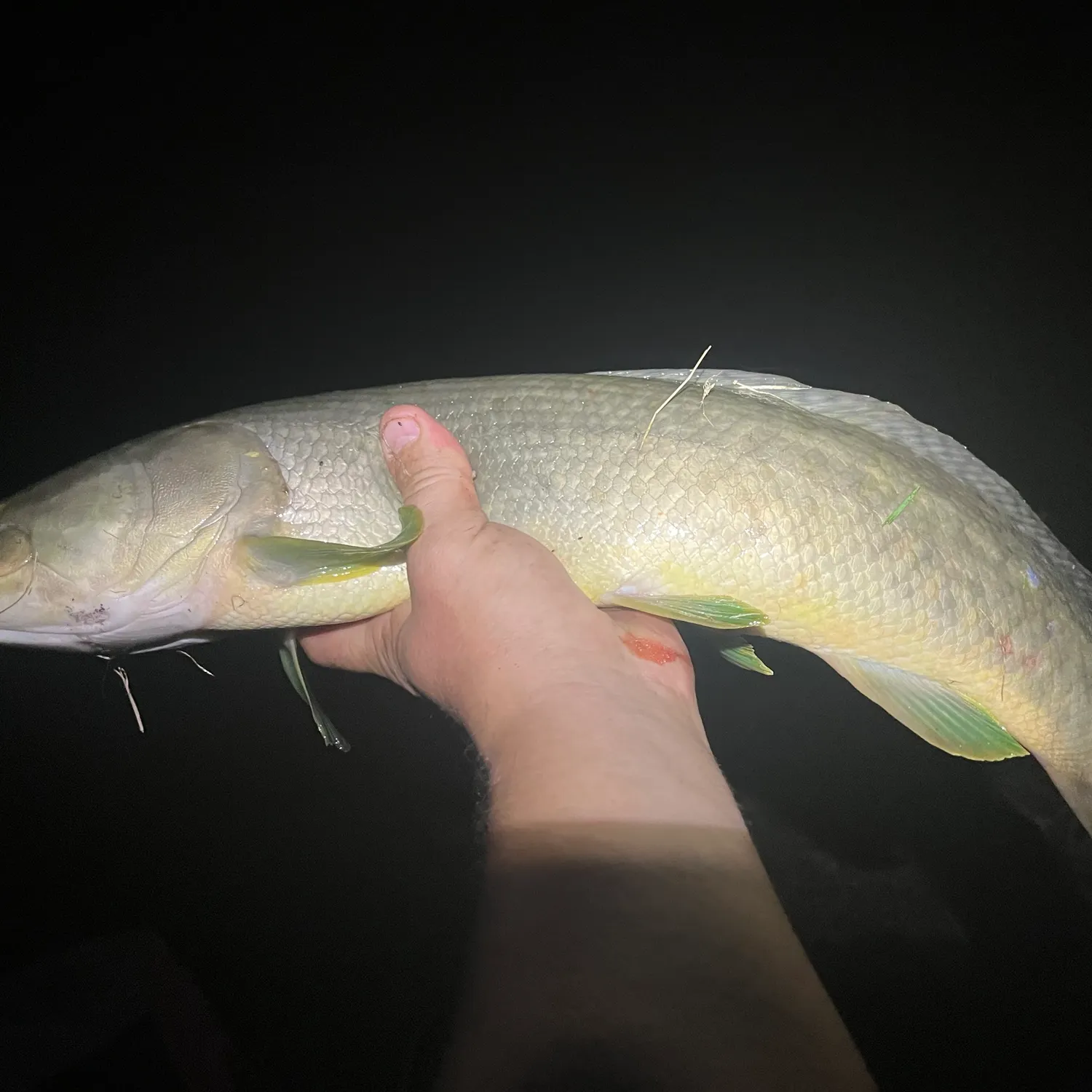 Eyetail bowfin caught on Fishbrain