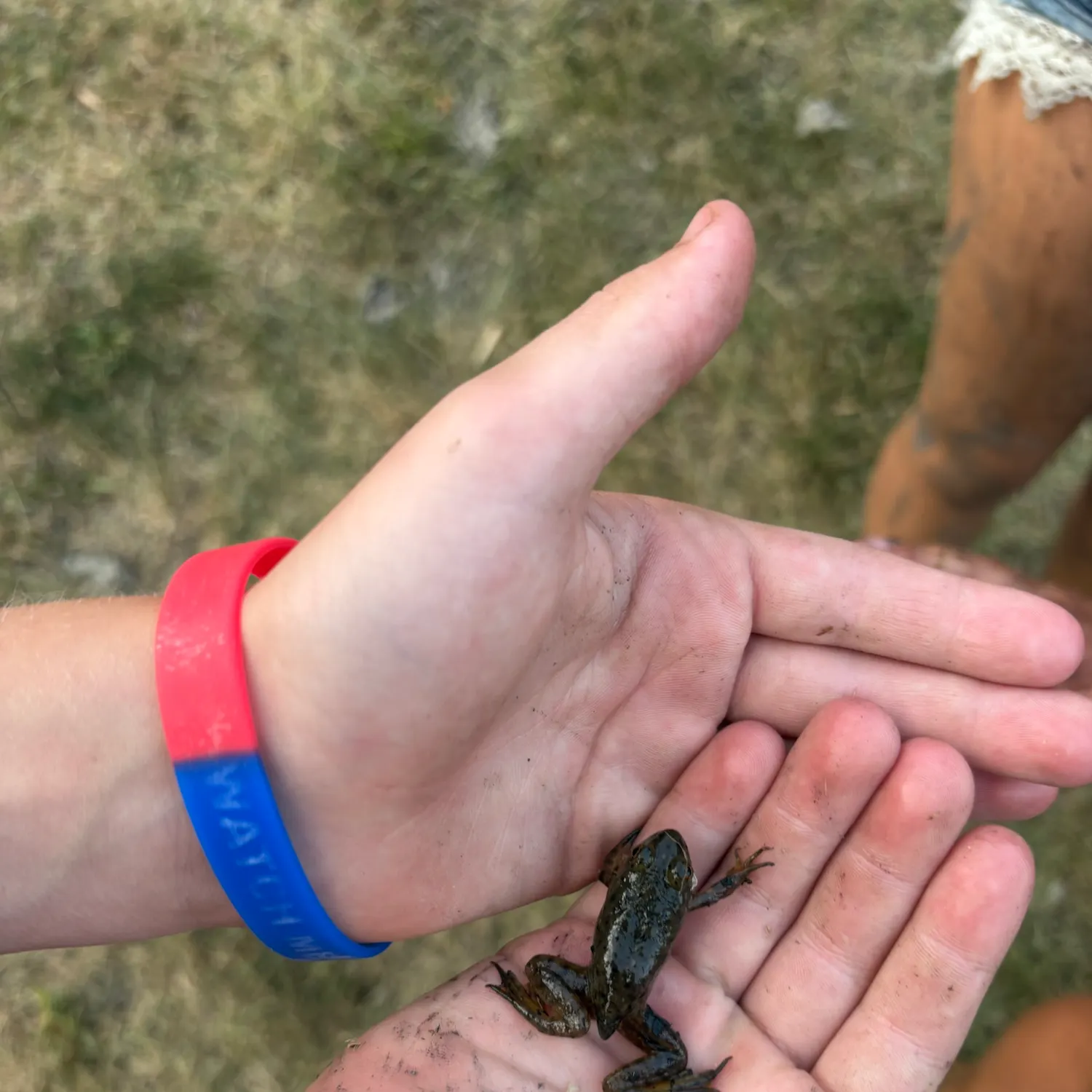 The most recent Crawfish frog catches on Fishbrain