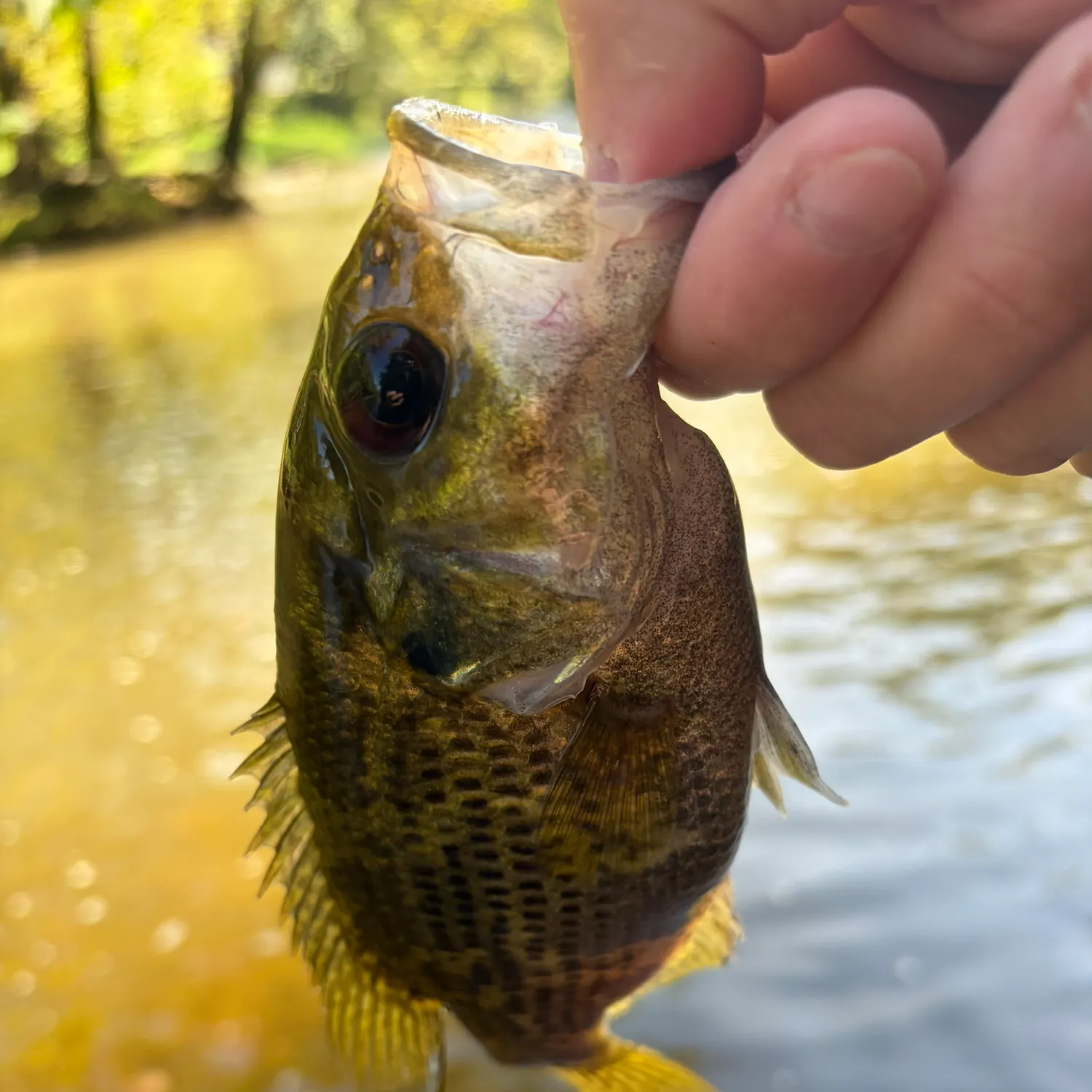 Rock bass caught on Fishbrain