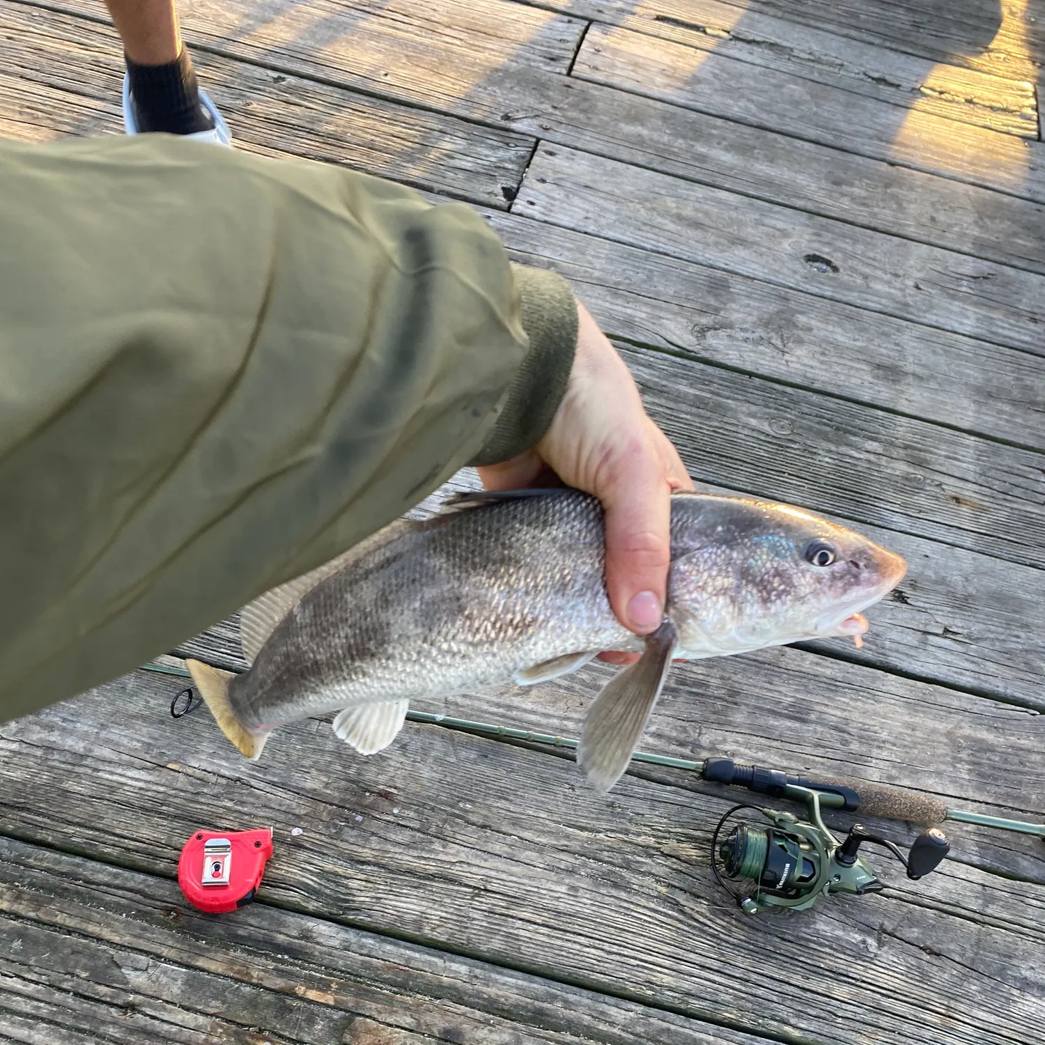 recently logged catches