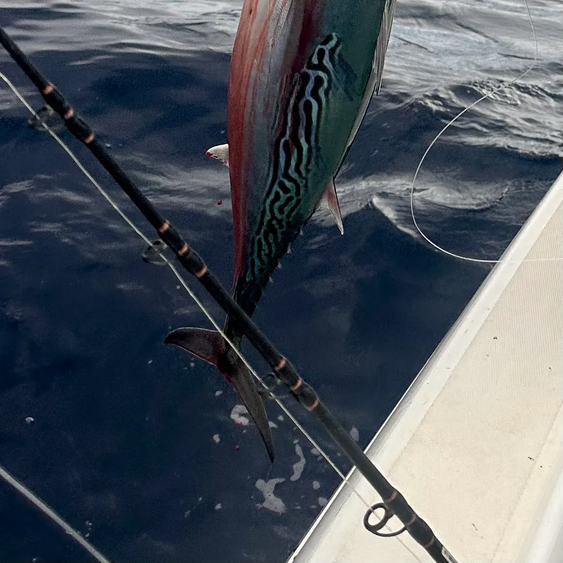 The most recent Kawakawa catches on Fishbrain