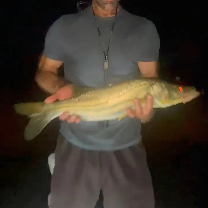 Common snook caught on Fishbrain