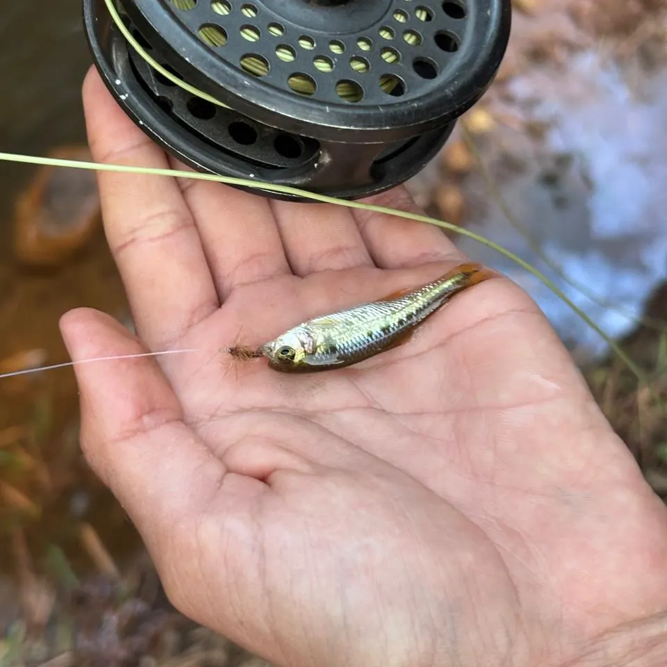 The most recent Antioquia tetra catches on Fishbrain