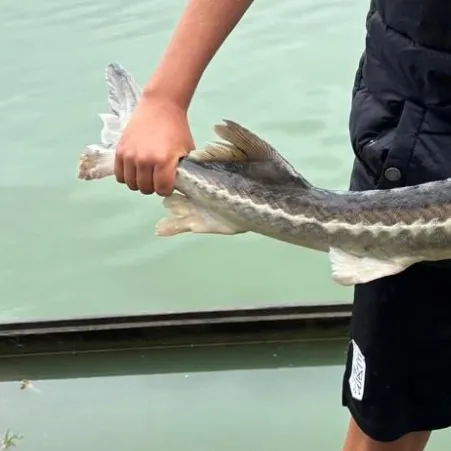The most recent European sturgeon catches on Fishbrain