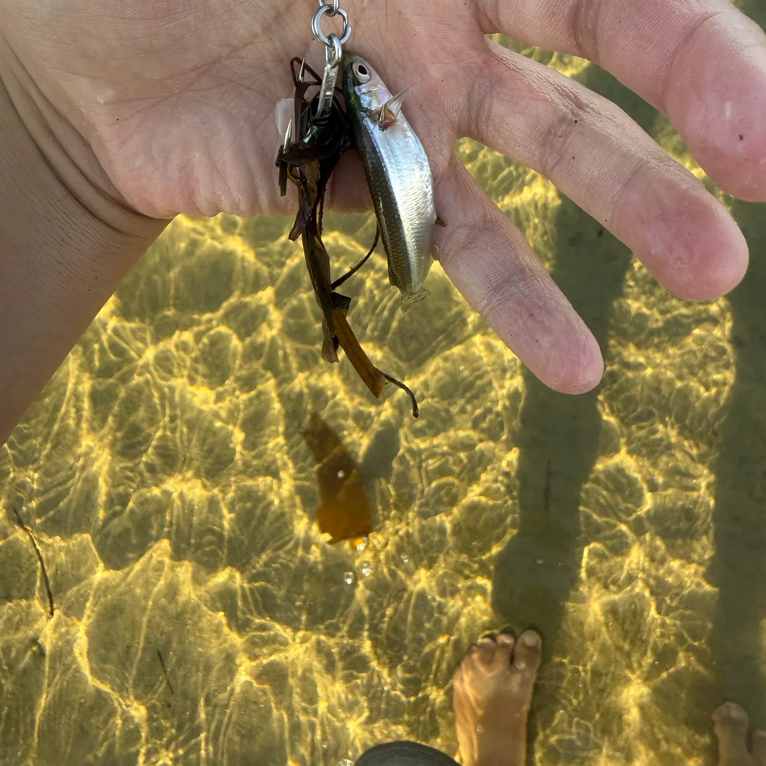 The most recent Topsmelt silverside catches on Fishbrain