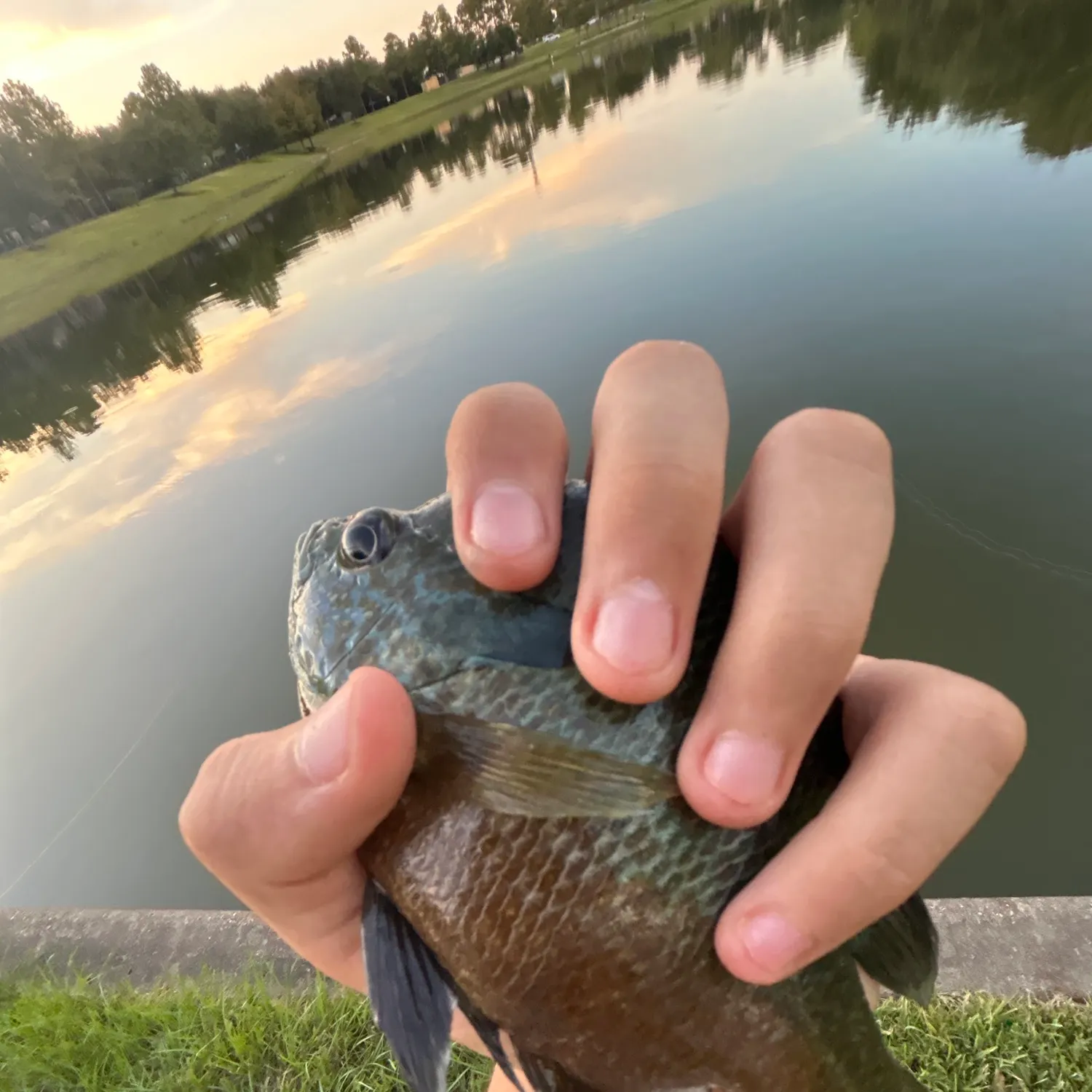 Greengill hybrid caught on Fishbrain