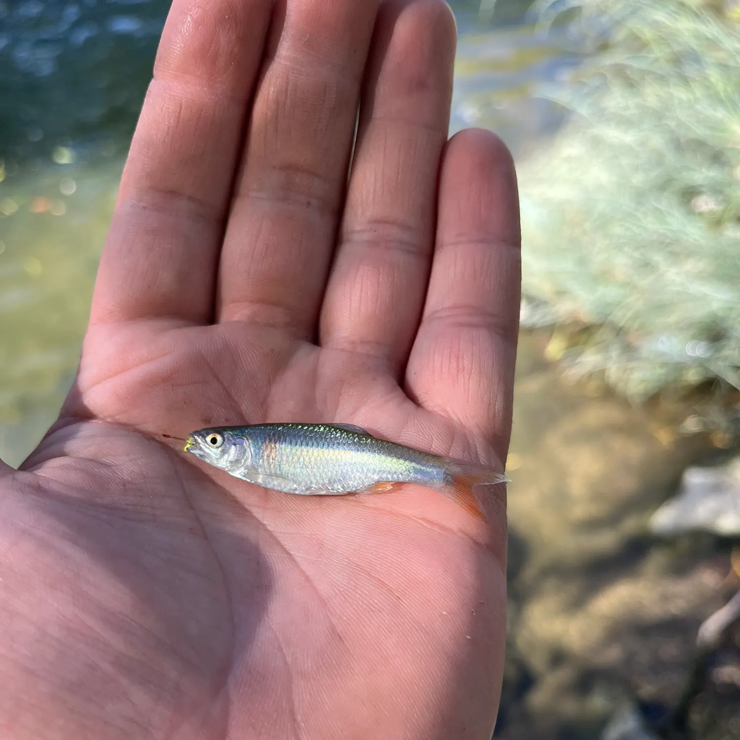 The most recent Red shiner catches on Fishbrain