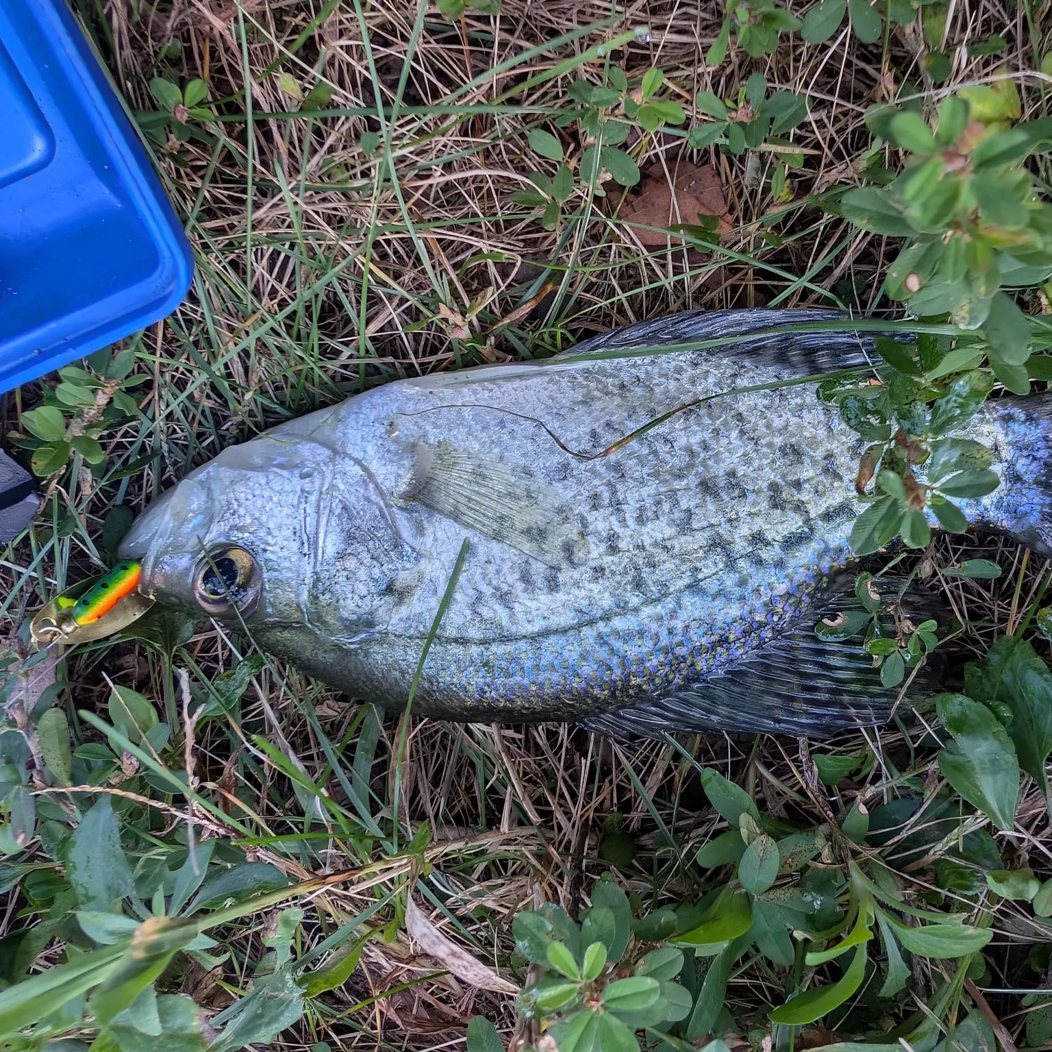Black crappie caught on Fishbrain
