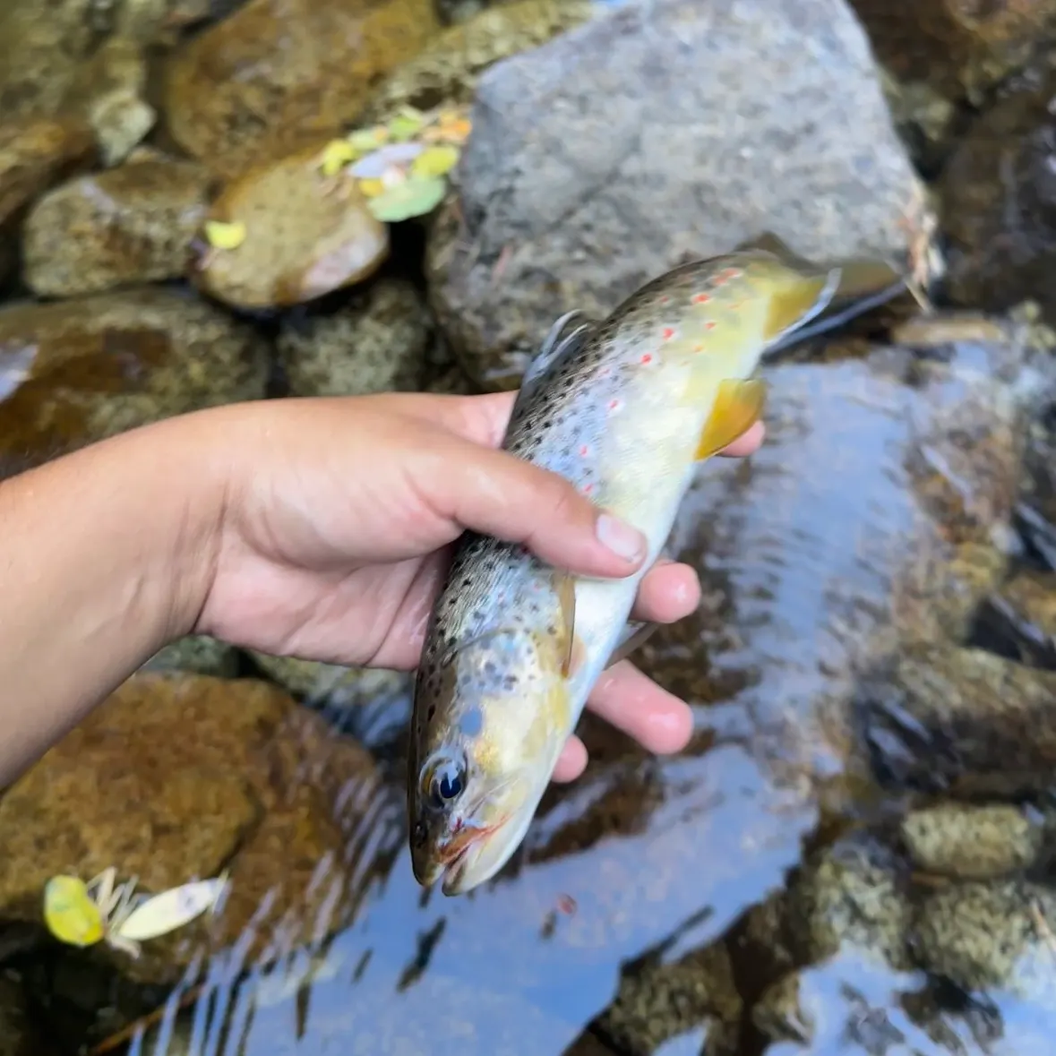 Brown trout caught on Fishbrain