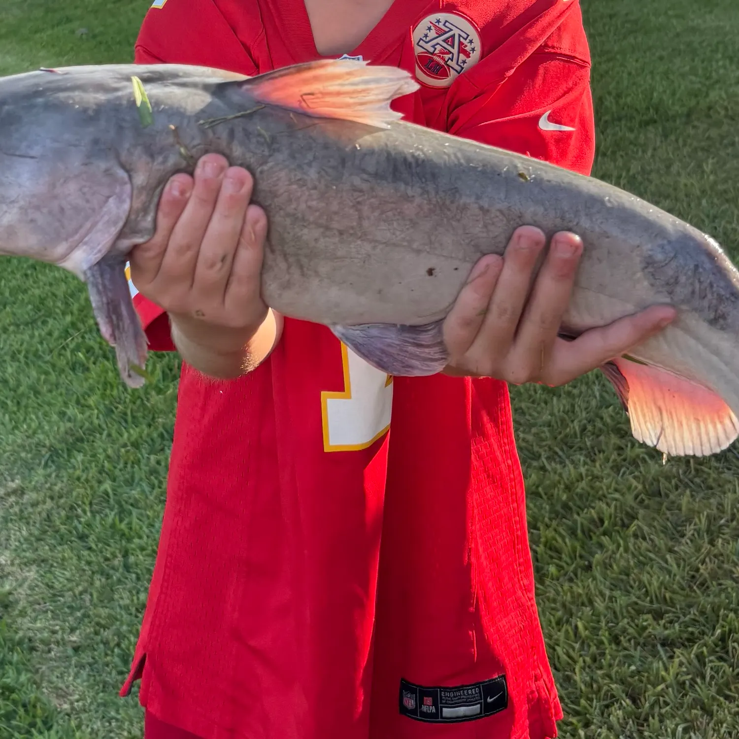 Blue catfish caught on Fishbrain